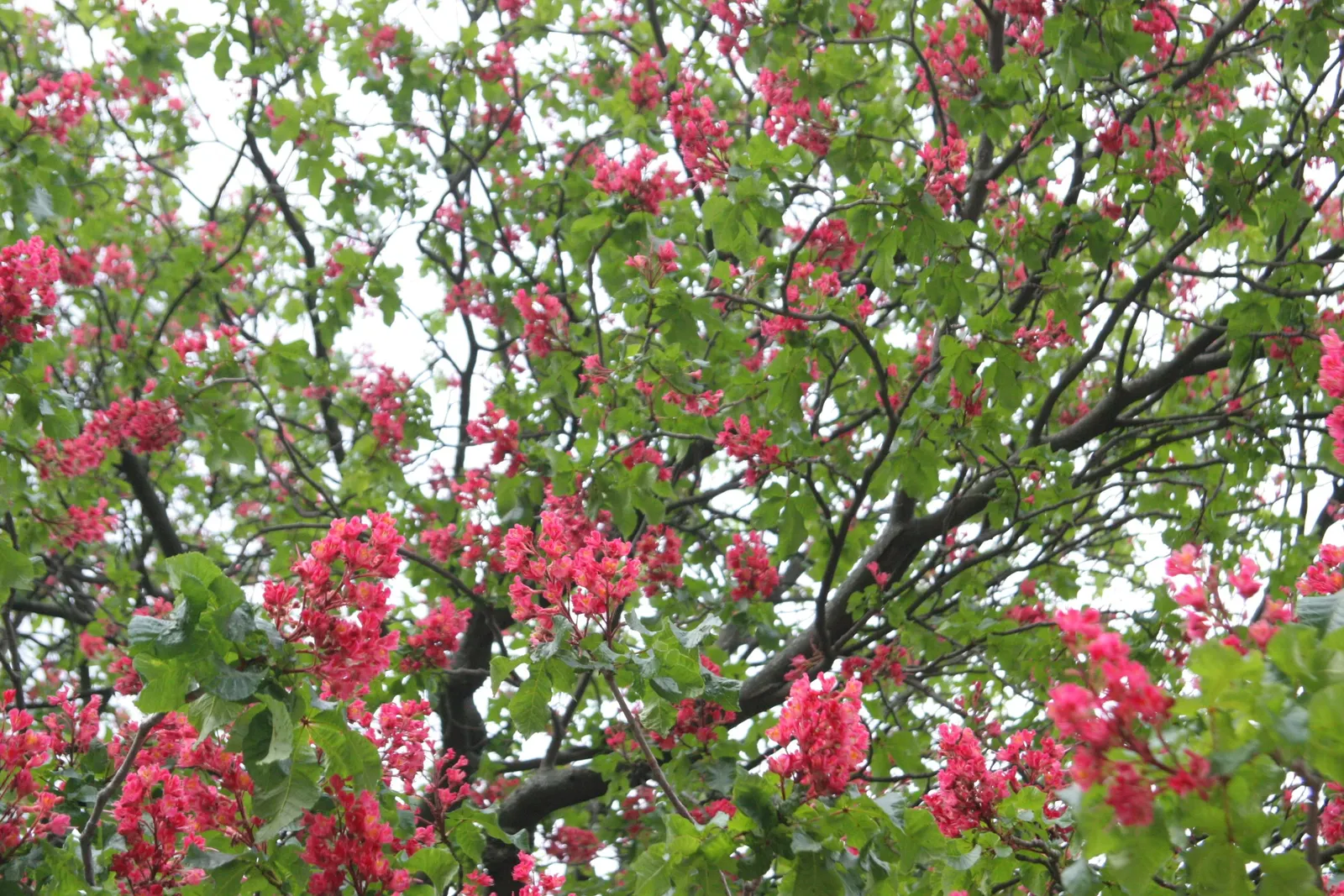 Red Horsechestnut (Aesculus X Carnea) — making it an exceptional choice for a statement tree in residential or public gardens