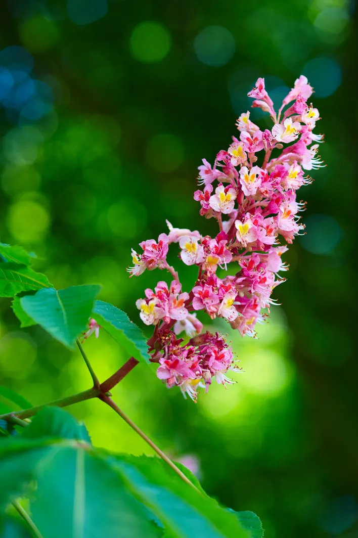 Red Horsechestnut (Aesculus X Carnea) — making it an exceptional choice for a statement tree in residential or public gardens; this majestic tree, image 84