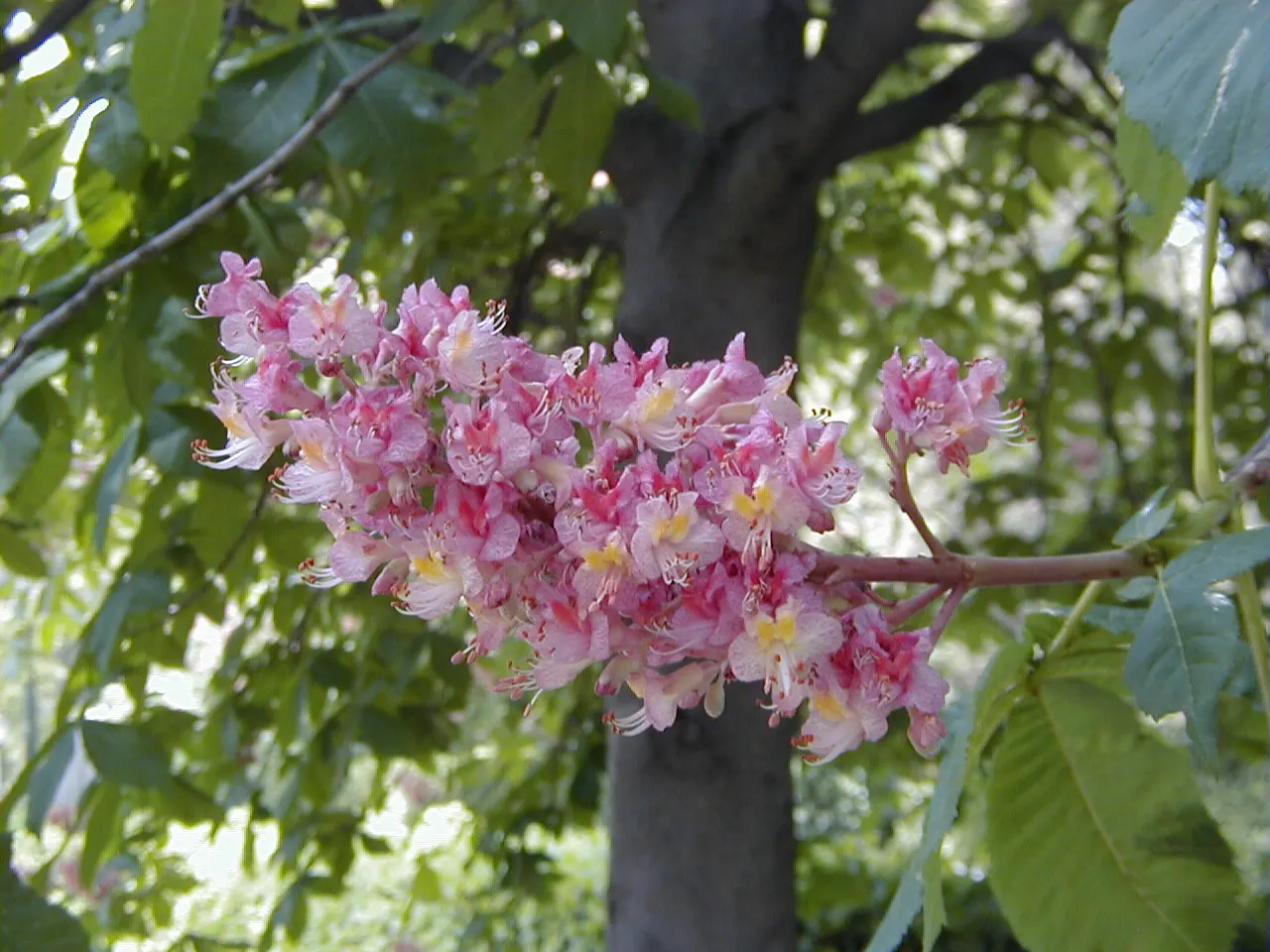 Red Horsechestnut (Aesculus X Carnea) — It should be placed away from areas where its fruit; a slightly spiny capsule containing one to two, image 136