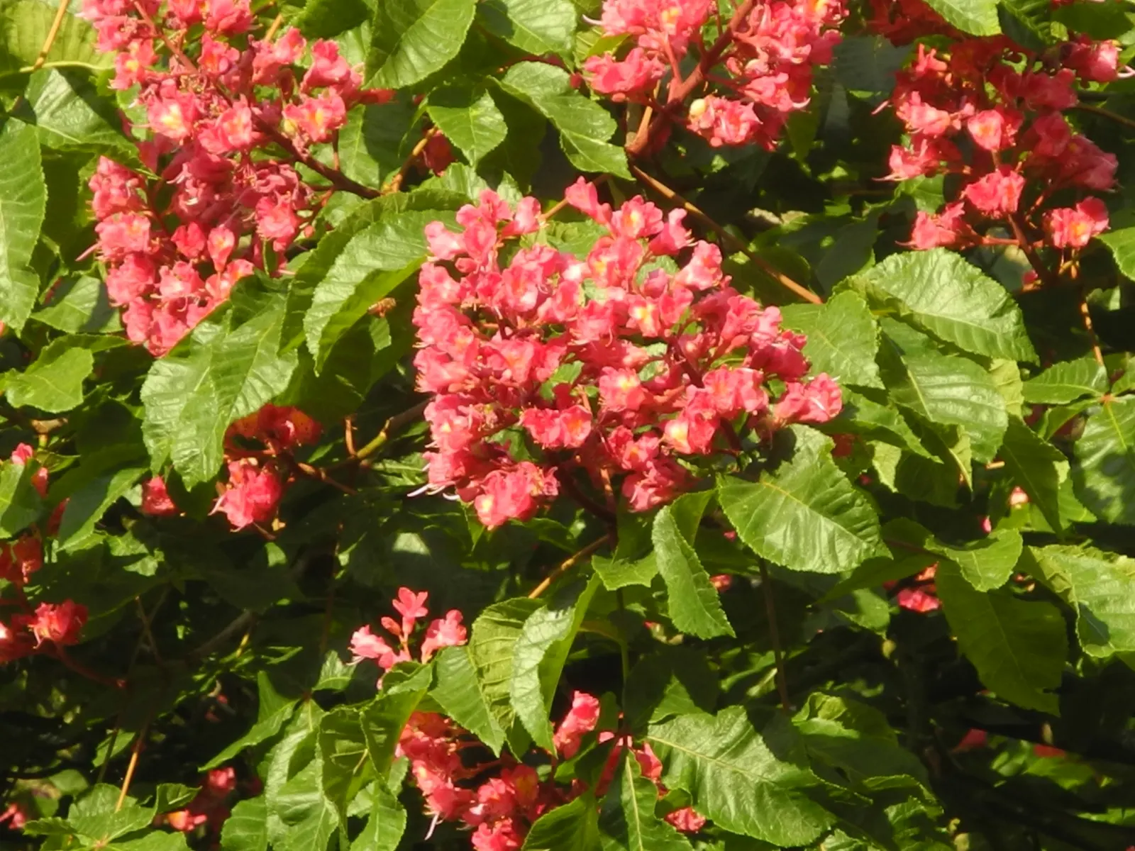 Red Horsechestnut (Aesculus X Carnea) — making it an exceptional choice for a statement tree in residential or public gardens; this majestic tree, image 113