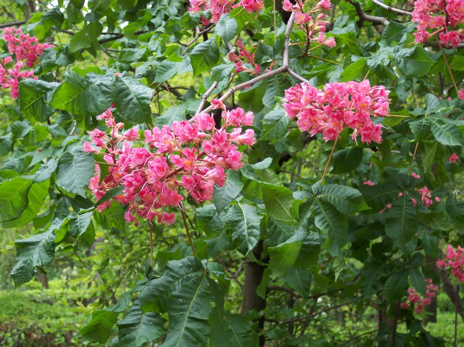 Red Horsechestnut (Aesculus X Carnea) — Aesculus x carnea serves as an excellent focal point due to its size; these vibrant flowers are not only, image 110