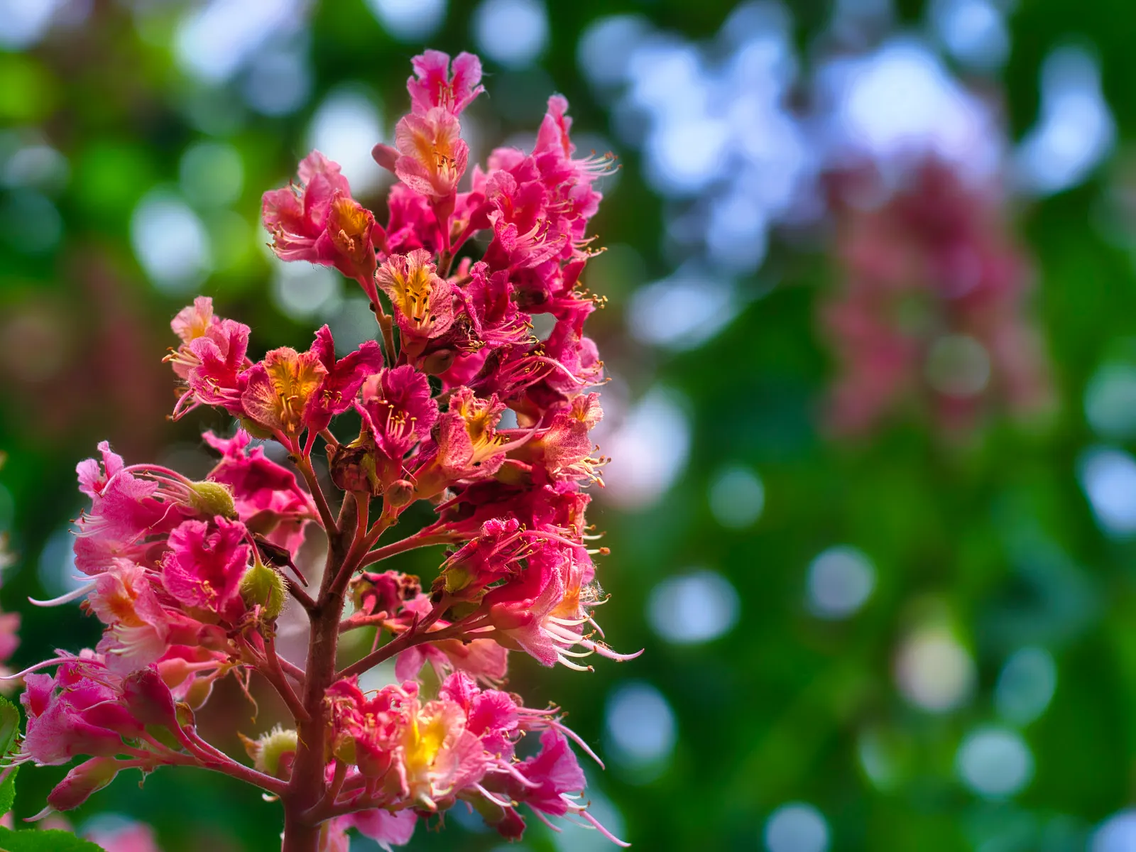 Red Horsechestnut (Aesculus X Carnea) — It is hardy in USDA zones 4 to 8 and thrives in well-drained; with deep green leaves composed of 5 to 7 leaflets that