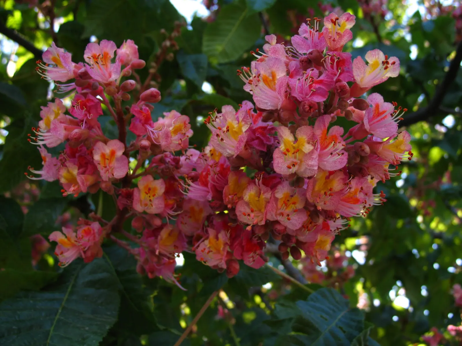 Red Horsechestnut (Aesculus X Carnea) — It is hardy in USDA zones 4 to 8 and thrives in well-drained; with deep green leaves composed of 5 to 7, image 98