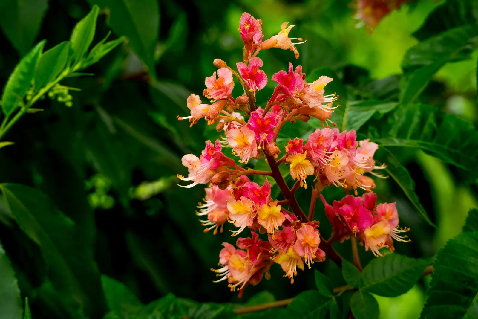 Red Horsechestnut (Aesculus X Carnea) — adding life and color to the landscape