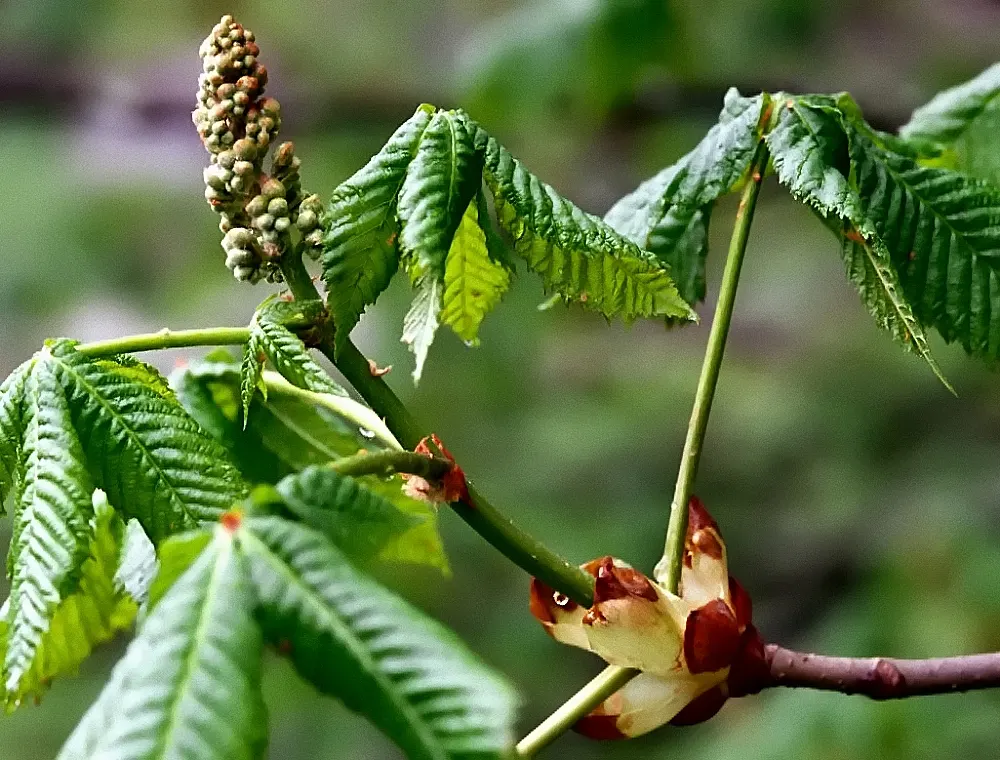 Red Horsechestnut (Aesculus X Carnea) — and comprehensive foliage