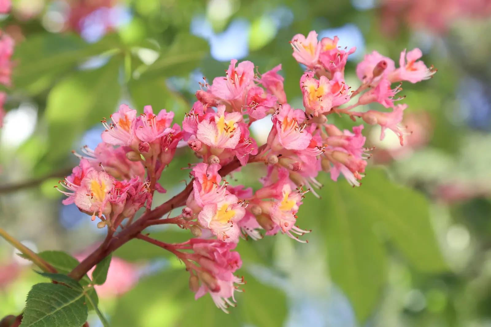 Red Horsechestnut (Aesculus X Carnea) — red flowers in the garden; which are about 8 to 12 inches in length that adorn the tree in mid to late, image 114