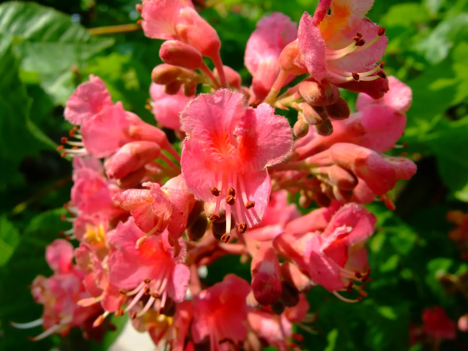 Red Horsechestnut (Aesculus X Carnea) — which are about 8 to 12 inches in length that adorn the tree in mid to late spring; aesculus x carnea serves as an
