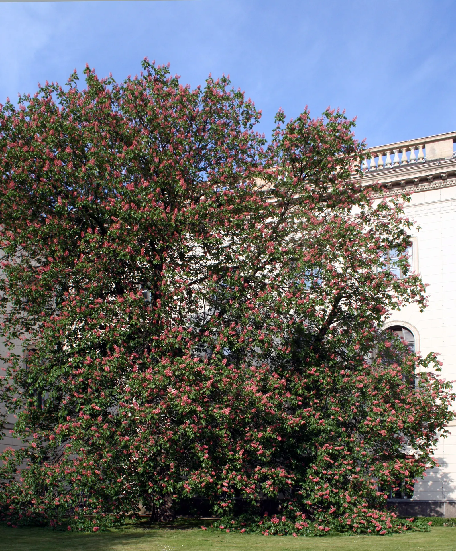 Red Horsechestnut (Aesculus X Carnea) — a slightly spiny capsule containing one to two nut-like seeds; tree with red blooms, image 137