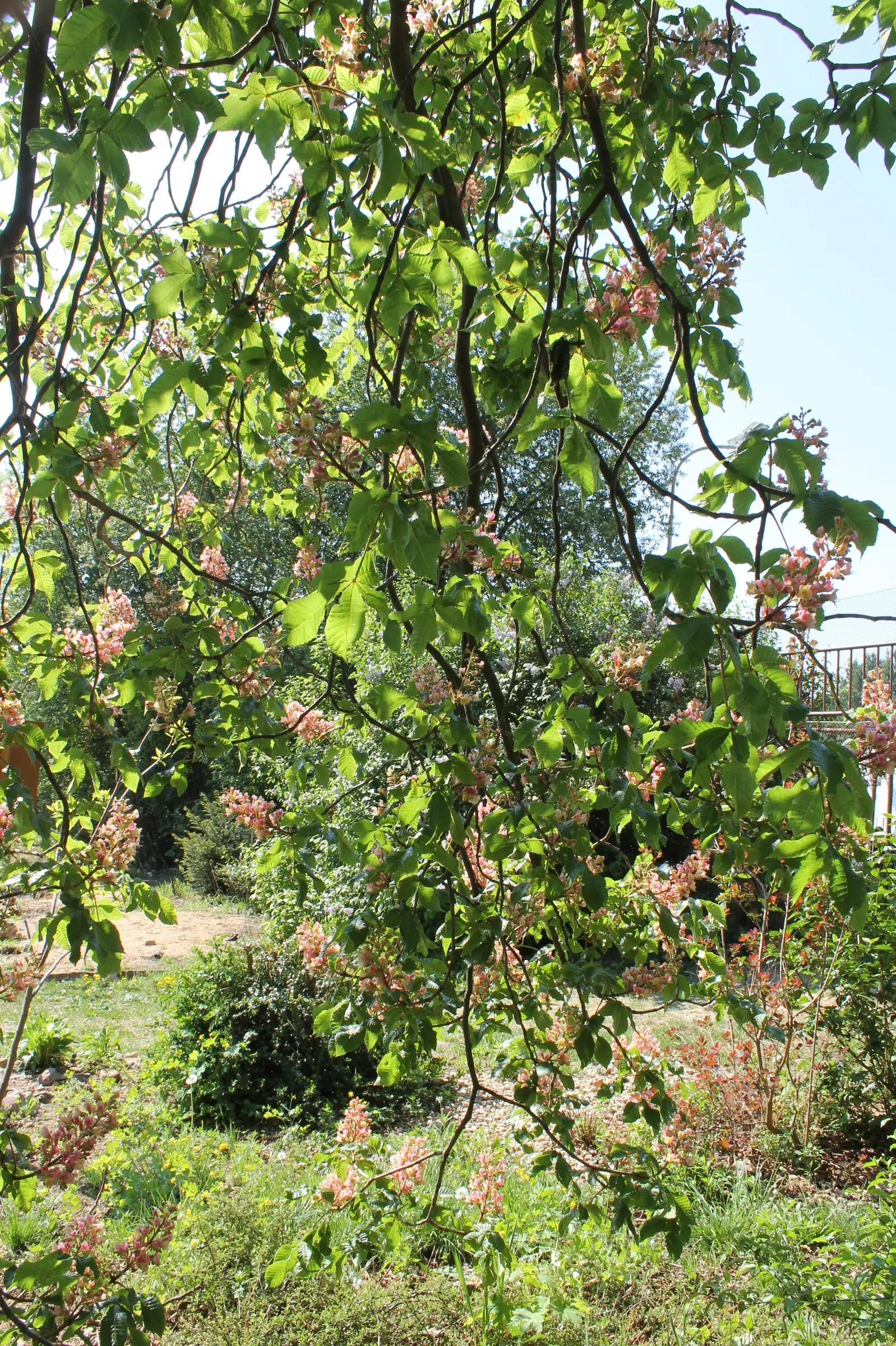 Red Horsechestnut (Aesculus X Carnea) — The Red Horsechestnut (Aesculus x carnea) is a striking; thriving in zones 4-7, it prefers well-drained, image 59