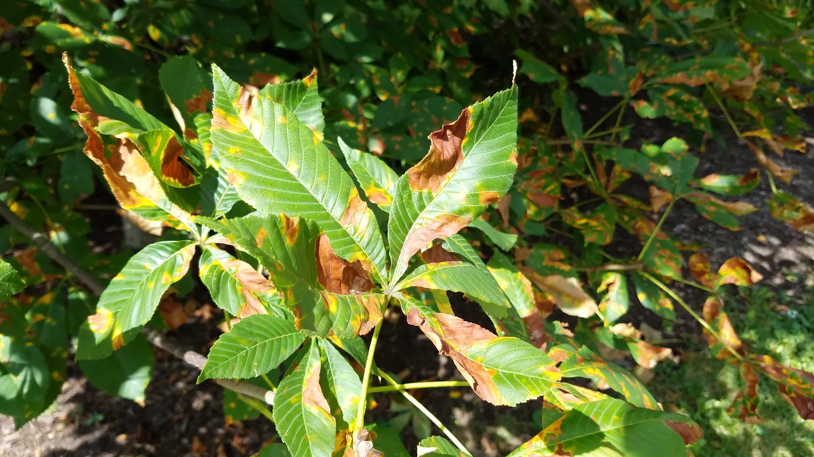 Red Horsechestnut (Aesculus X Carnea) — tree for full; making it an exceptional choice for a statement tree in residential or public gardens, image 145