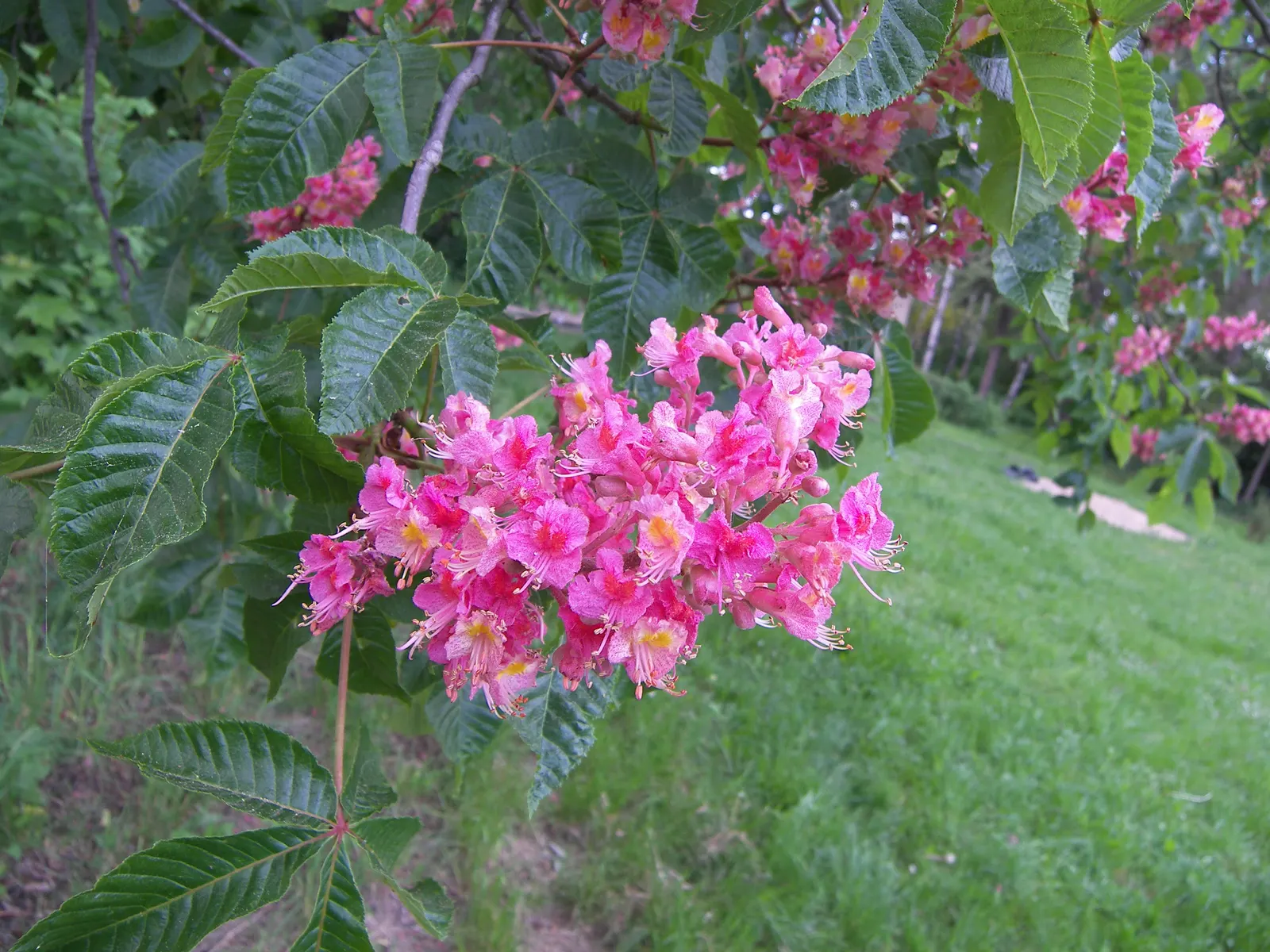 Red Horsechestnut (Aesculus X Carnea) — These vibrant flowers are not only visually appealing but also attract hummingbirds and butterflies; the Red, image 100