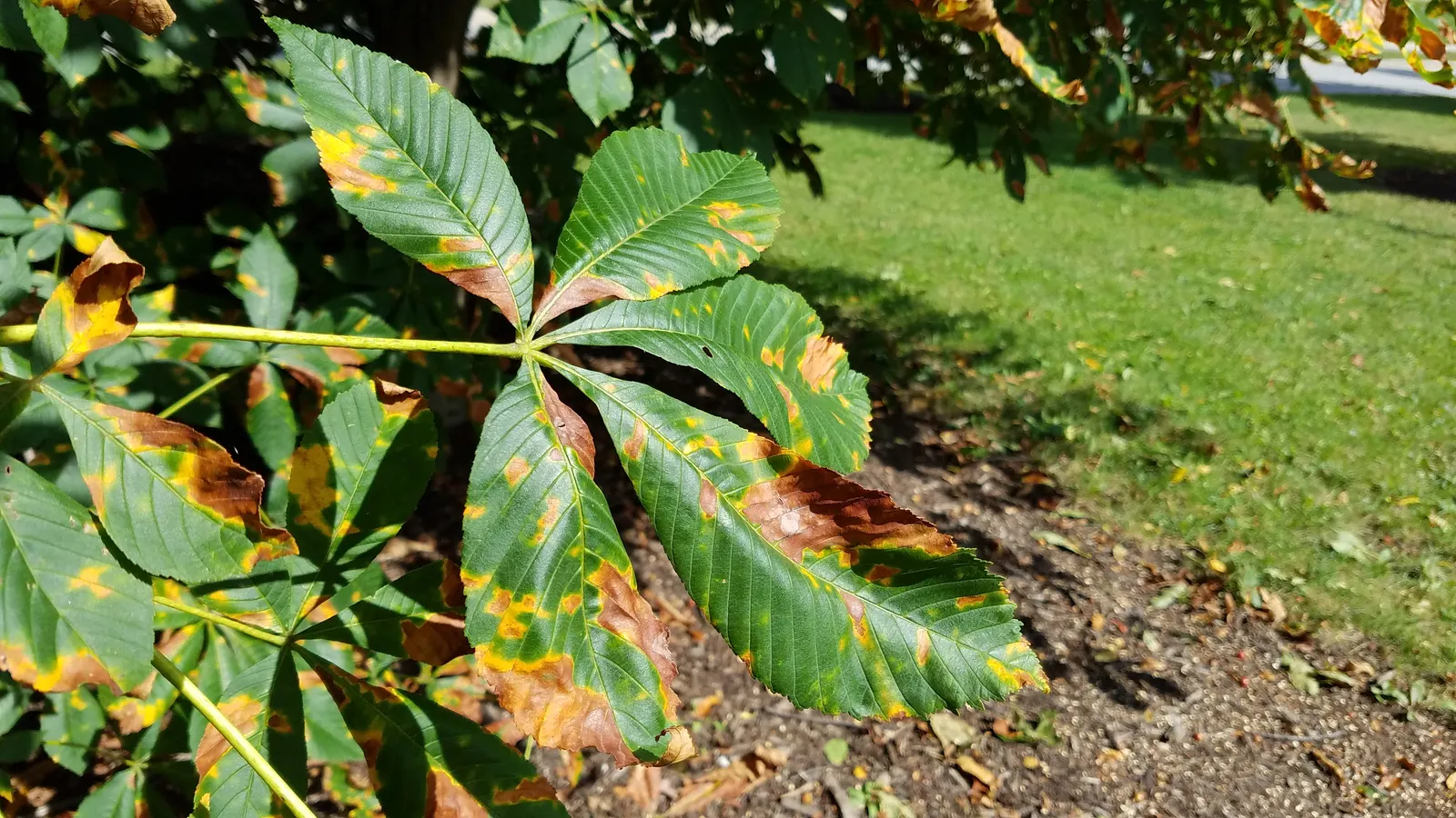 Red Horsechestnut (Aesculus X Carnea) — Typically reaching an average height of 30 to 40 feet with a comparable spread; and comprehensive foliage, image 124