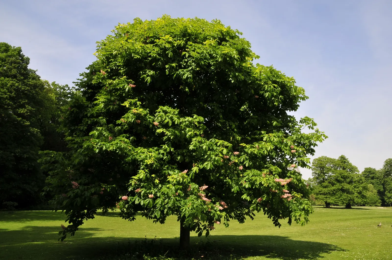 Red Horsechestnut (Aesculus X Carnea) — The foliage of the Red Horsechestnut is equally impressive, image 44