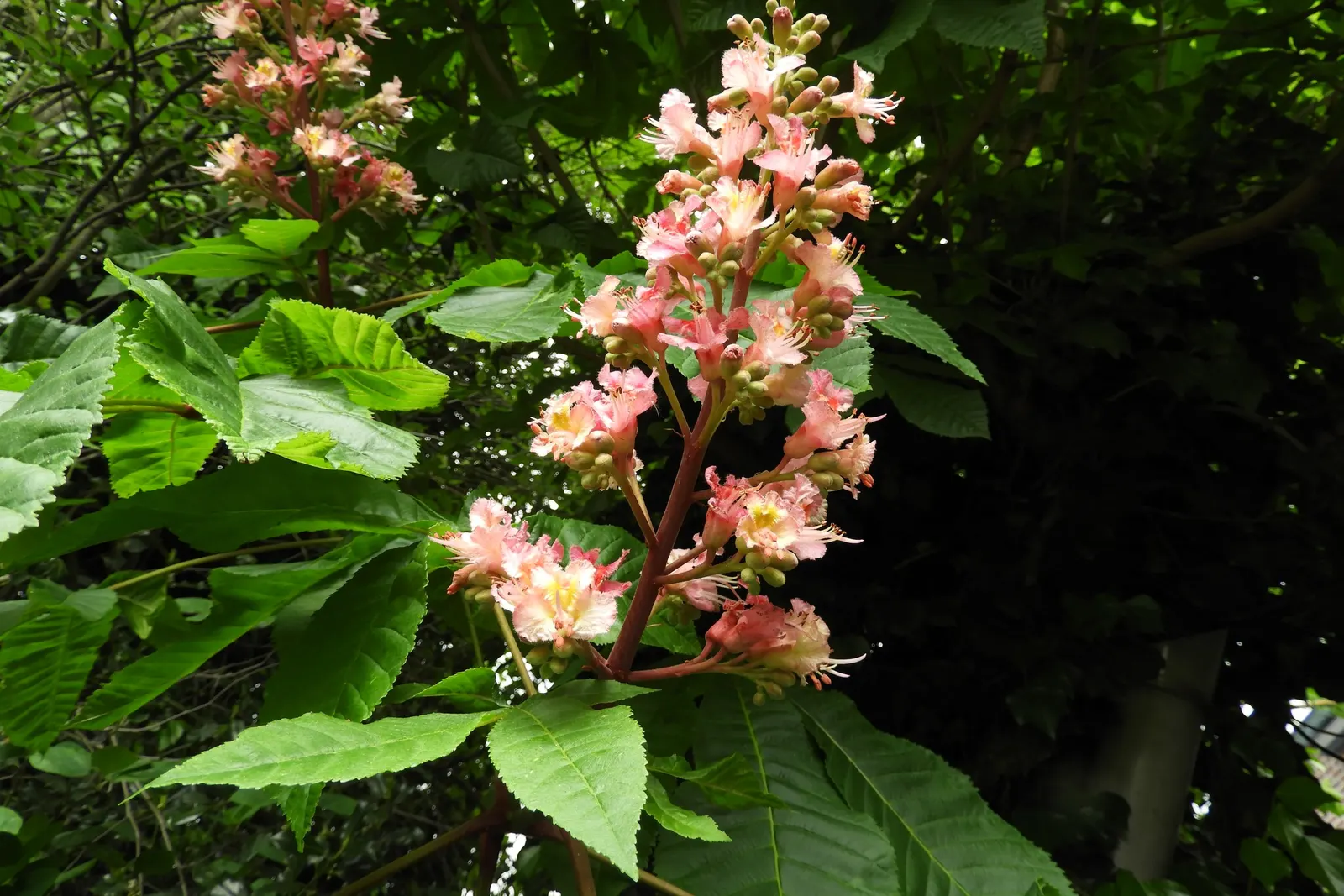 Red Horsechestnut (Aesculus X Carnea) — Typically reaching an average height of 30 to 40 feet with a comparable spread; and comprehensive foliage