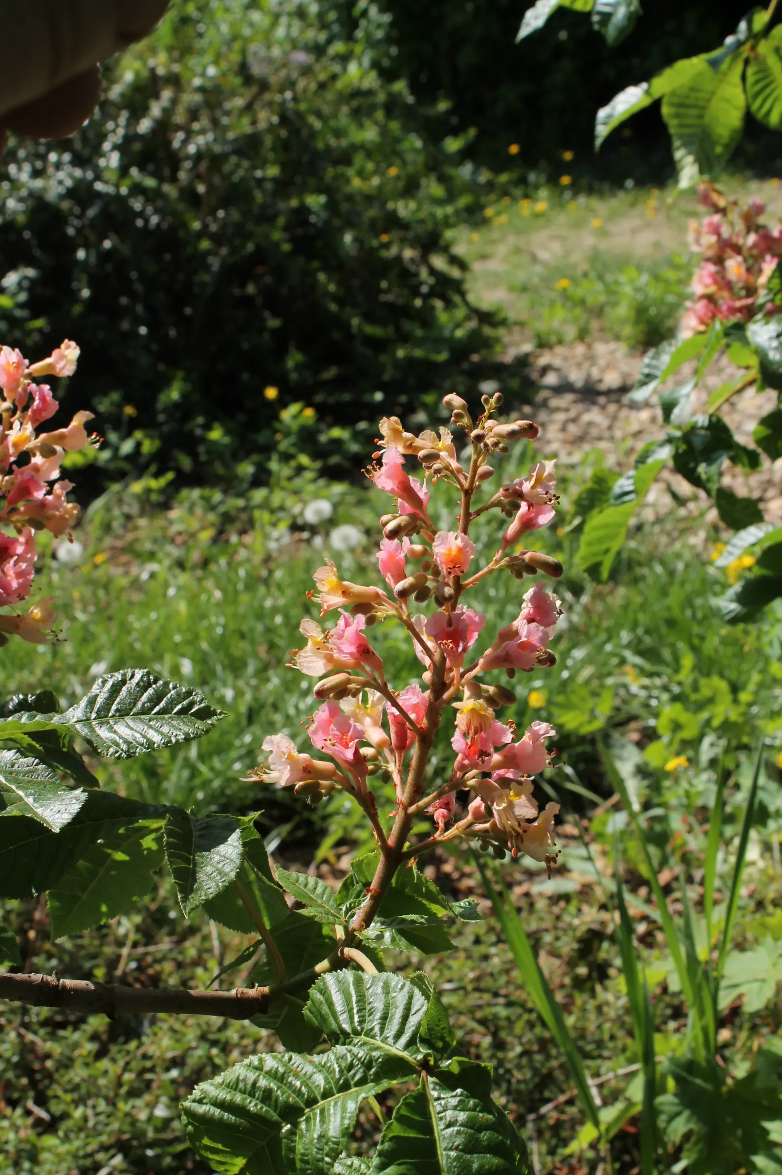 Red Horsechestnut (Aesculus X Carnea) — The Red Horsechestnut (Aesculus x carnea) is a striking; thriving in zones 4-7, it prefers well-drained, image 146