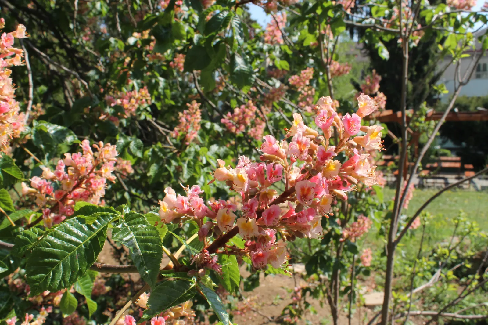 Red Horsechestnut (Aesculus X Carnea) — which are about 8 to 12 inches in length that adorn the tree in mid to late spring