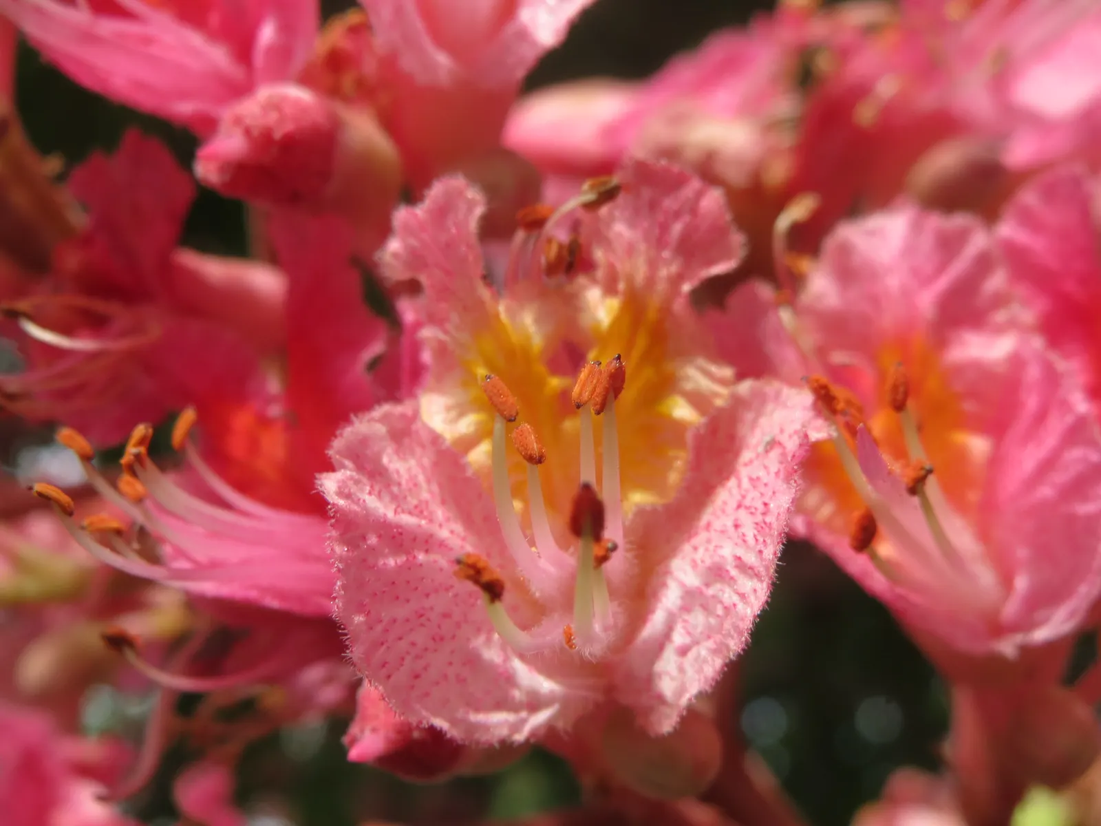 Red Horsechestnut (Aesculus X Carnea) — adding life and color to the landscape; typically reaching an average height of 30 to 40 feet with a, image 130