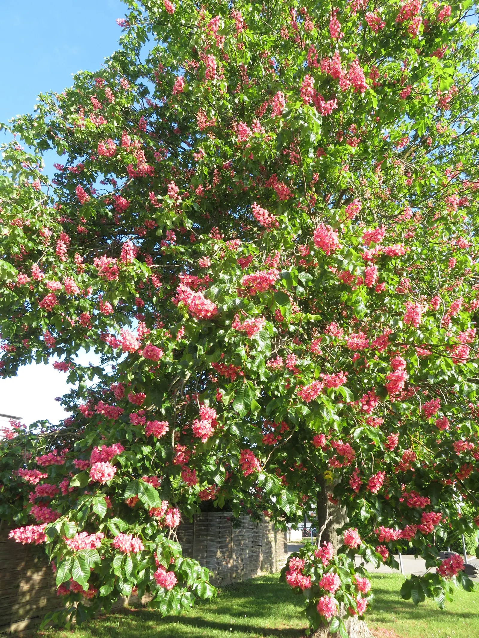 Red Horsechestnut (Aesculus X Carnea) — it requires space to attain its full majestic form; adding life and color to the landscape, image 135