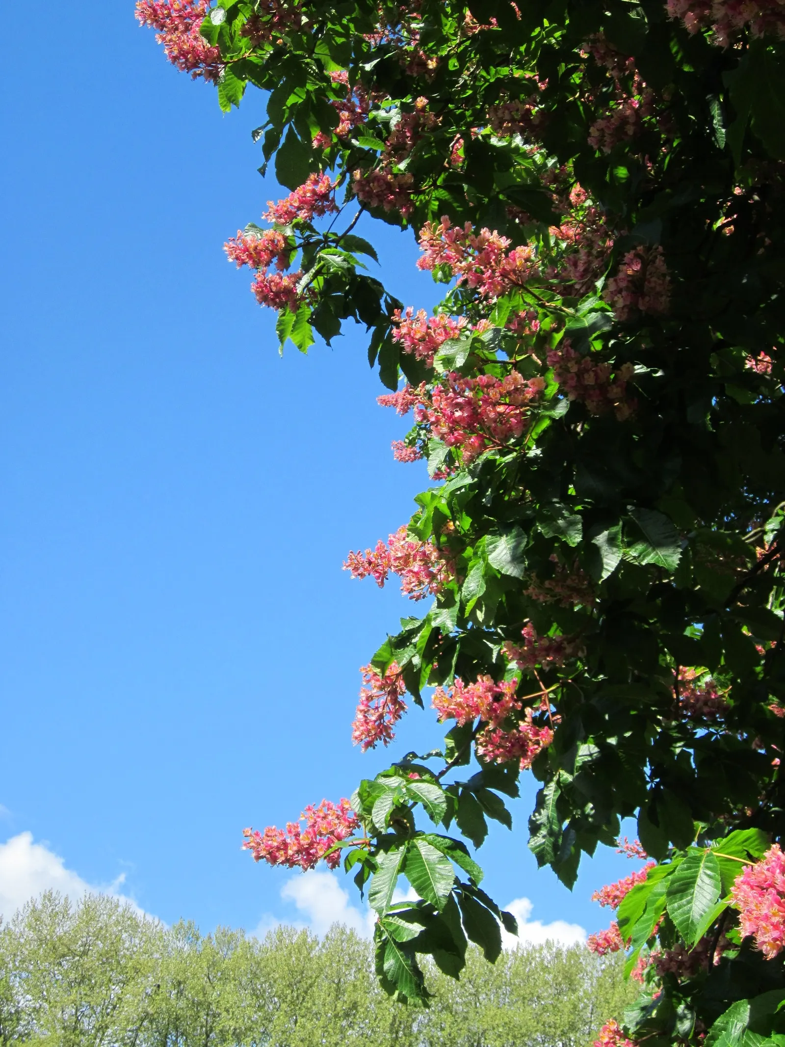 Red Horsechestnut (Aesculus X Carnea) — Thriving in zones 4-7, it prefers well-drained soils and full sun to partial shade; it will provide the, image 62