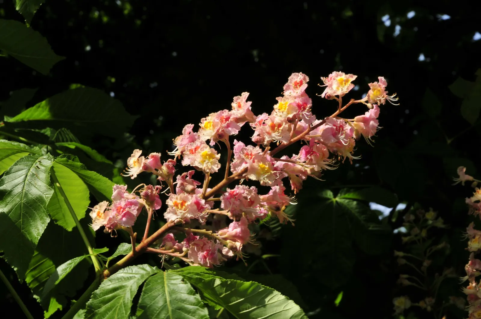 Red Horsechestnut (Aesculus X Carnea) — this specimen presents a broad; deciduous hybrid tree reaching up to 35ft in height with a similar spread