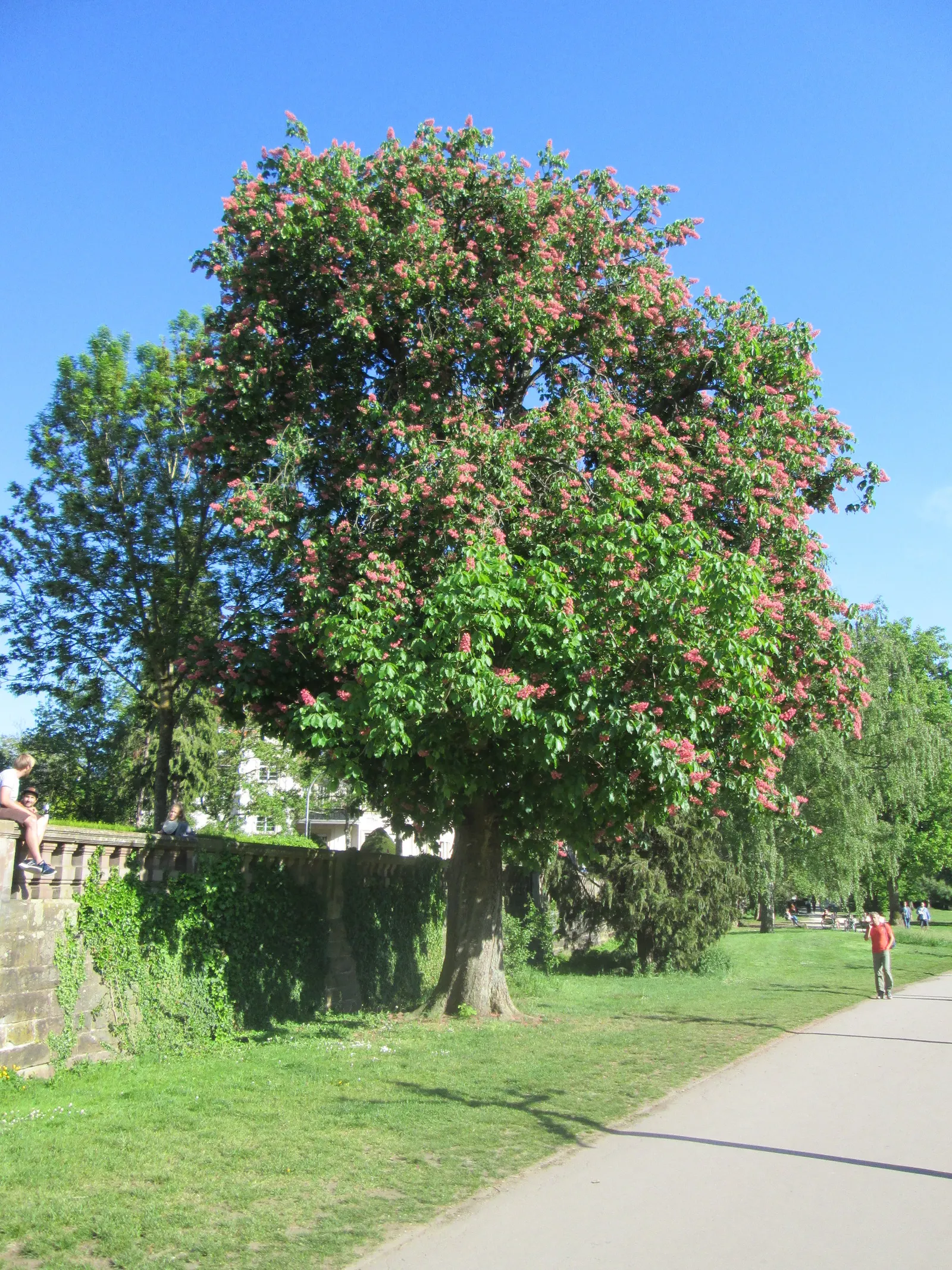 Red Horsechestnut (Aesculus X Carnea) — a slightly spiny capsule containing one to two nut-like seeds; tree with red blooms, image 79