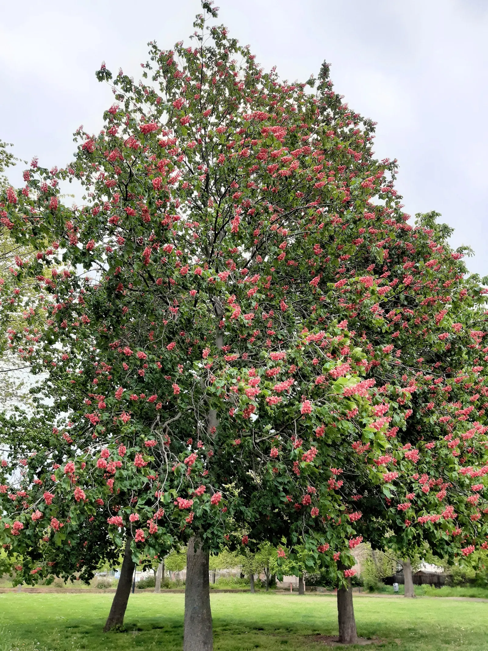 Red Horsechestnut (Aesculus X Carnea) — with deep green leaves composed of 5 to 7 leaflets that can span up to 6 inches in width; might pose a mess, image 74