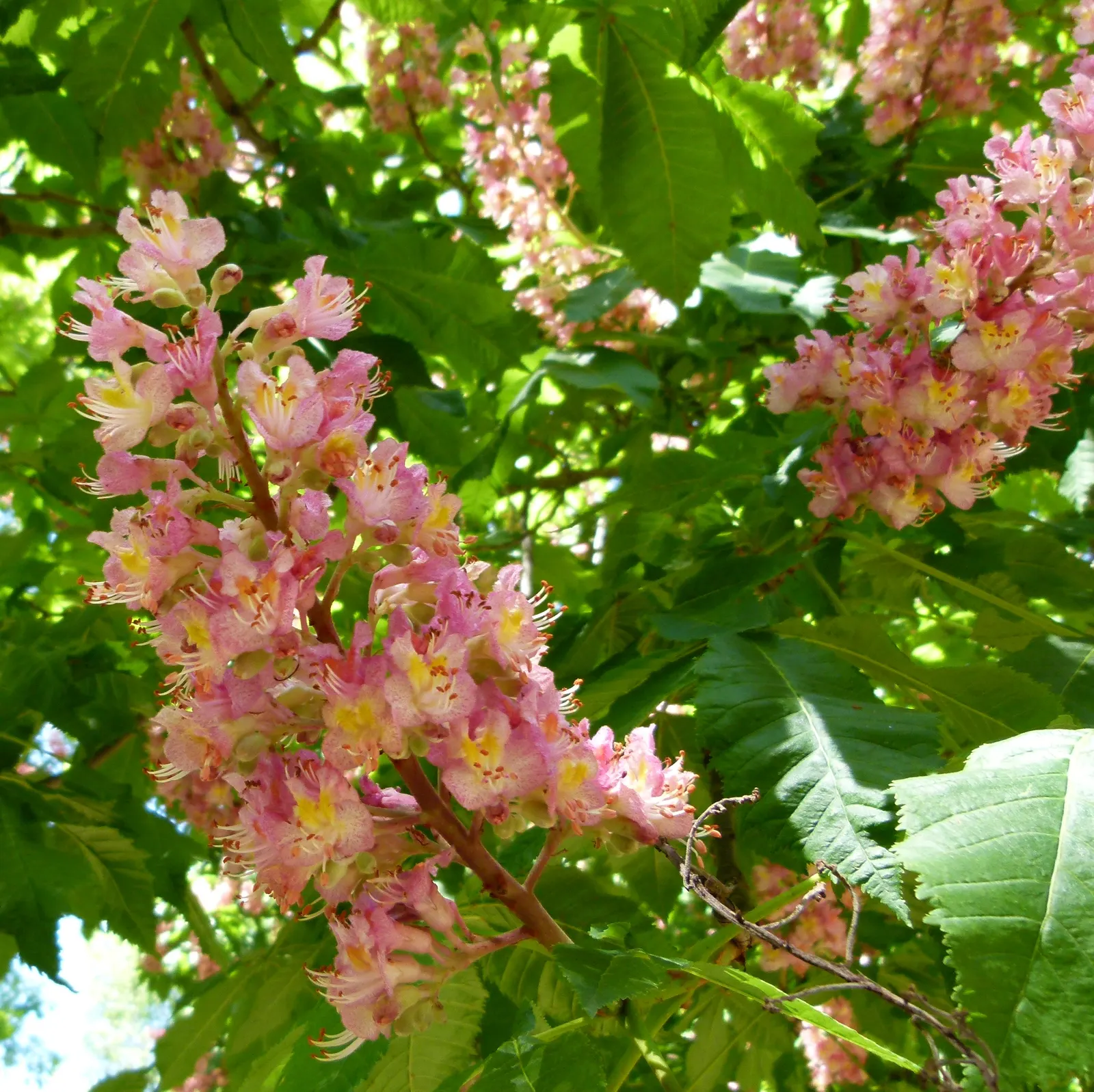 Red Horsechestnut (Aesculus X Carnea) — this specimen presents a broad