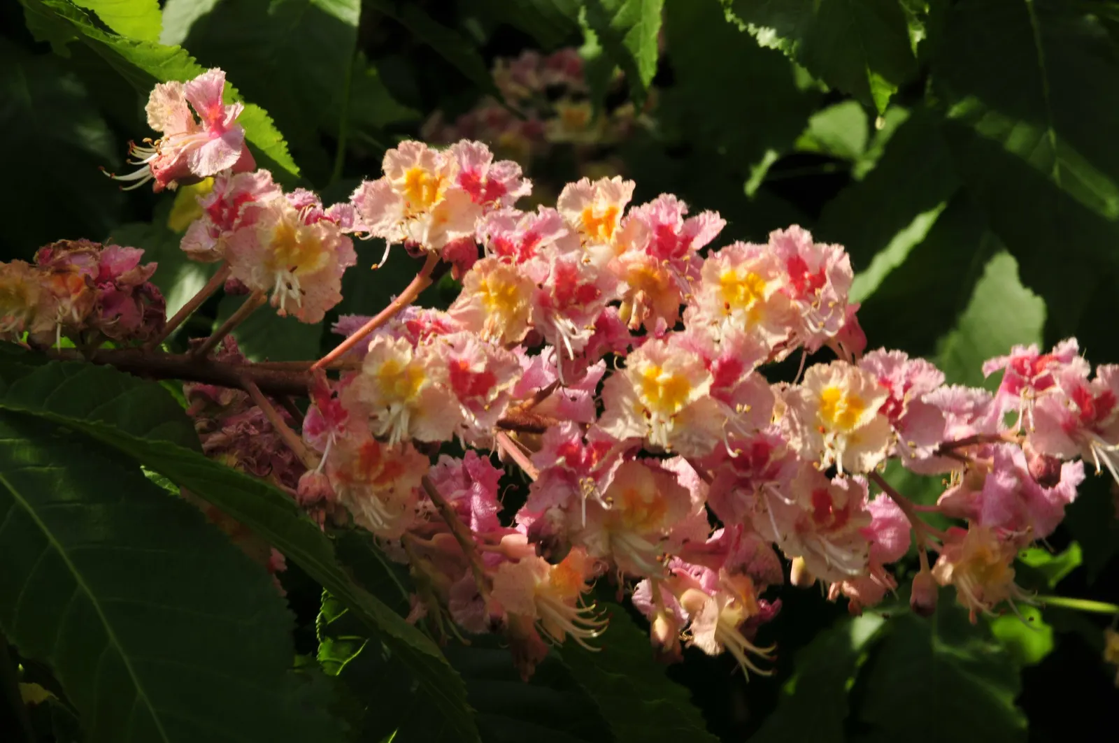 Red Horsechestnut (Aesculus X Carnea) — rounded canopy that offers substantial shade; this specimen presents a broad