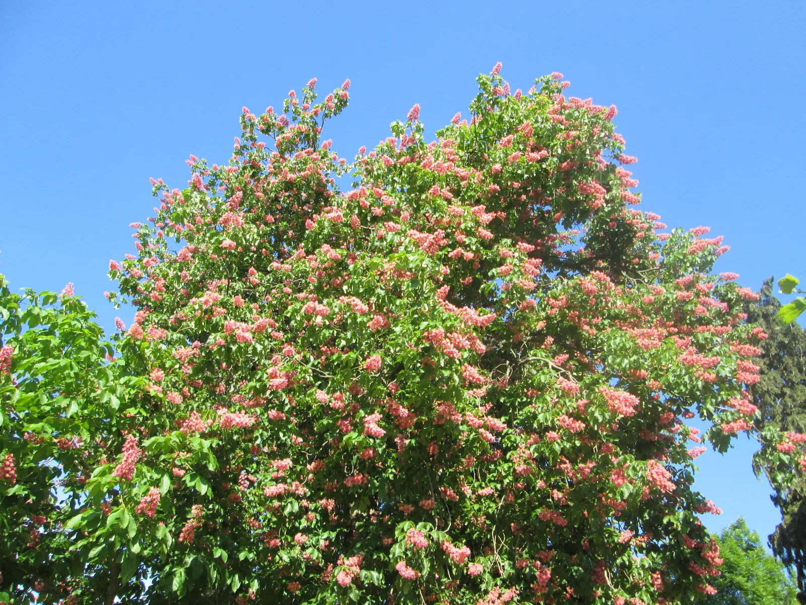 Red Horsechestnut (Aesculus X Carnea) — Thriving in zones 4-7, it prefers well-drained soils and full sun to partial shade; it will provide the, image 91
