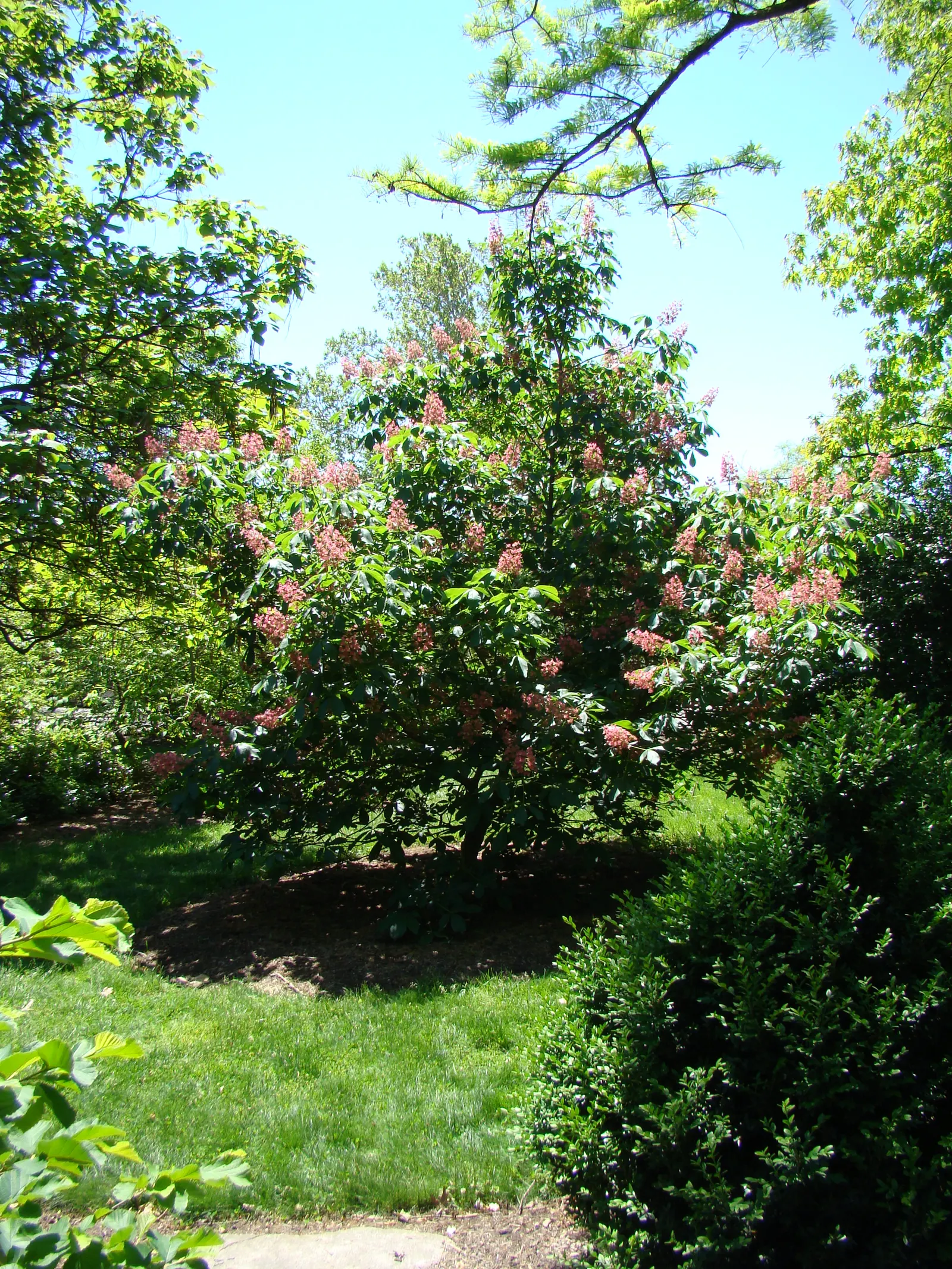 Red Horsechestnut (Aesculus X Carnea) — making it an exceptional choice for a statement tree in residential or public gardens; this majestic tree adds
