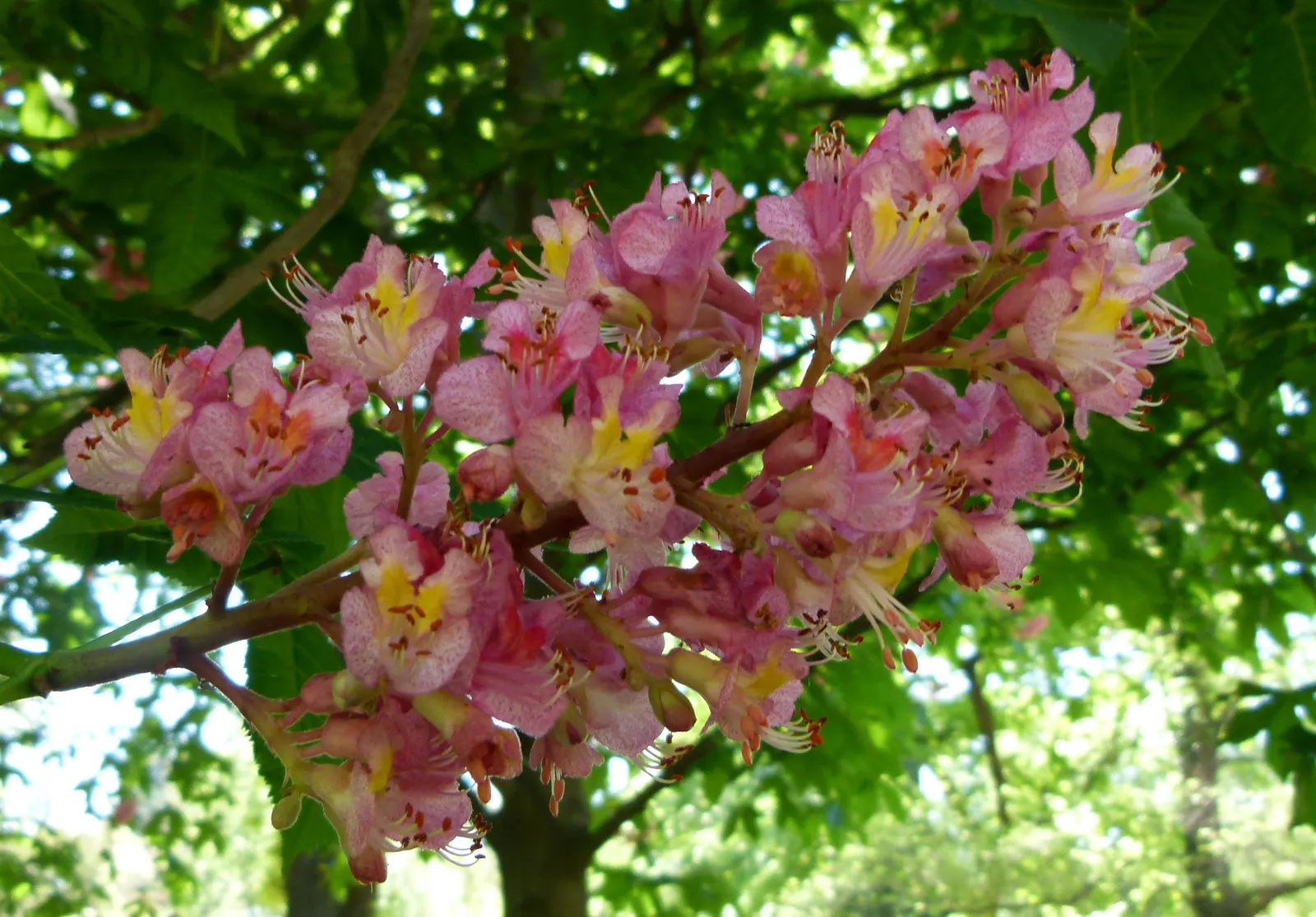 Red Horsechestnut (Aesculus X Carnea) — adding life and color to the landscape; typically reaching an average height of 30 to 40 feet with a comparable spread