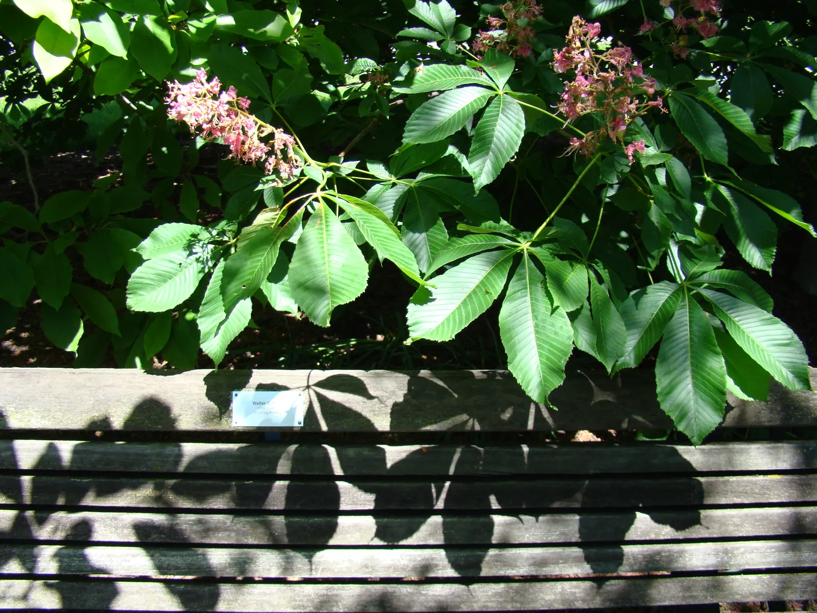Red Horsechestnut (Aesculus X Carnea) — It boasts dense, lush foliage and showy, deep red flower panicles measuring up to 8 inches long in late spring; it's