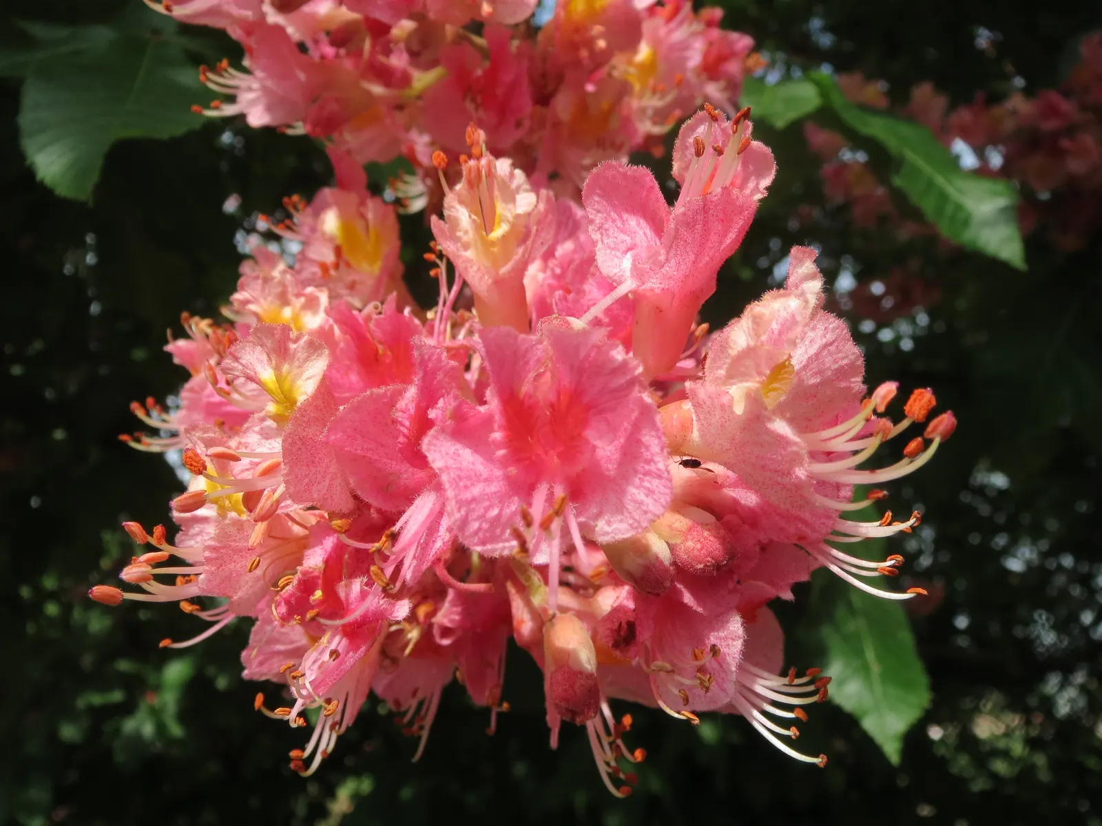 Red Horsechestnut (Aesculus X Carnea) — it's important to note that while the Red Horsechestnut has a moderate growth rate; prized for its striking, image 134