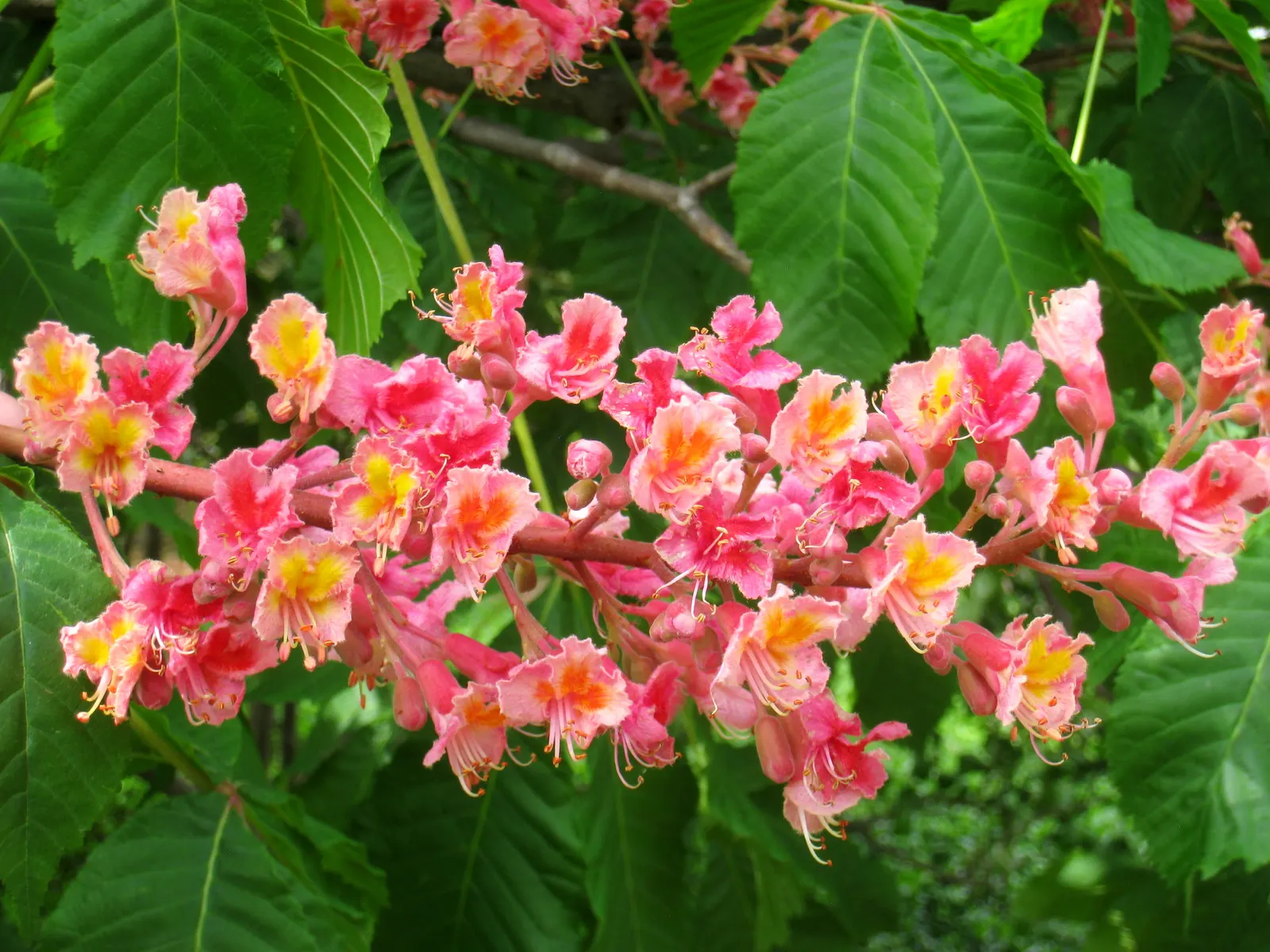 Red Horsechestnut (Aesculus X Carnea) — it's important to note that while the Red Horsechestnut has a moderate growth rate; prized for its striking, image 76