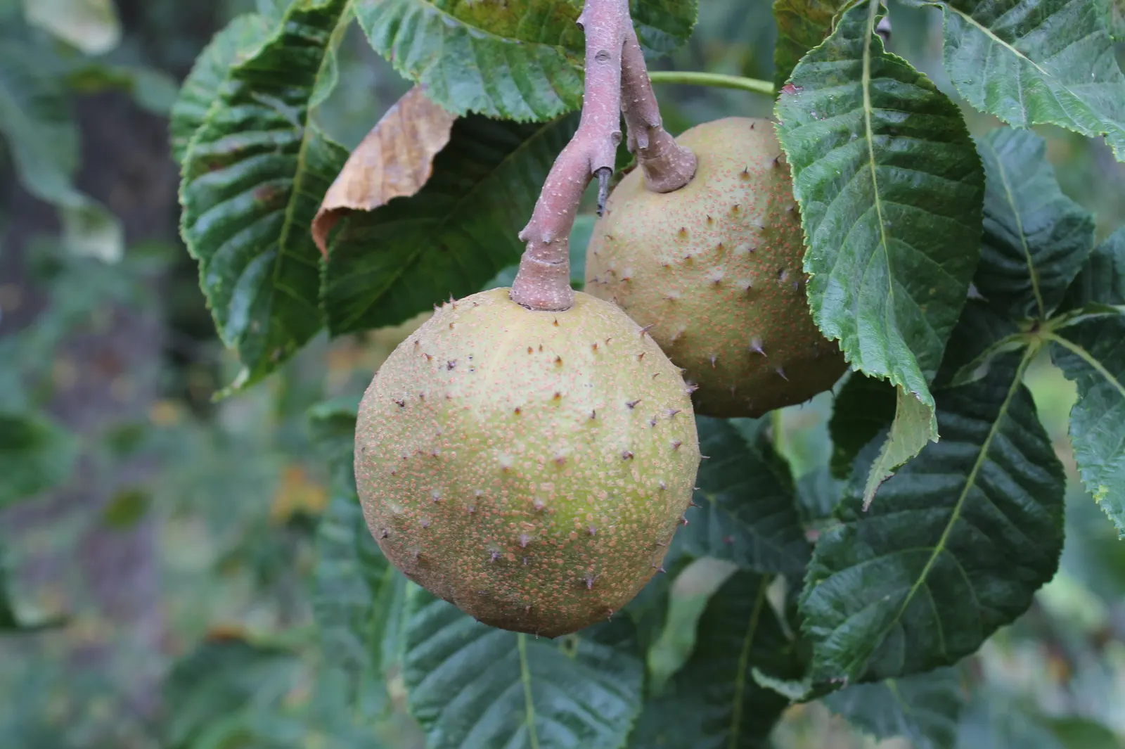 Red Horsechestnut (Aesculus X Carnea) — a slightly spiny capsule containing one to two nut-like seeds