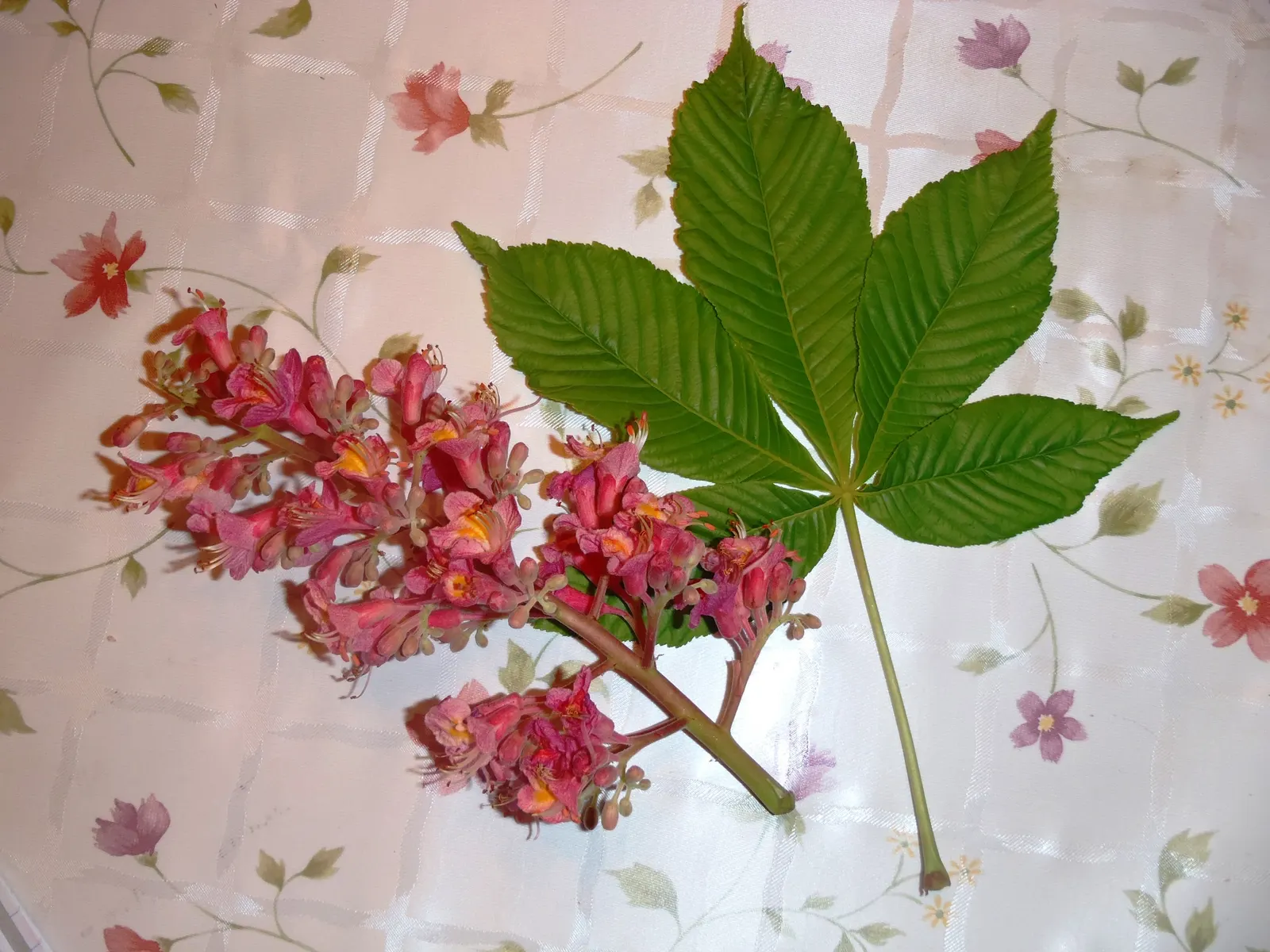 Red Horsechestnut (Aesculus X Carnea) — It will provide the client with an annually recurring spectacle that is both regal and endearing; red, image 112