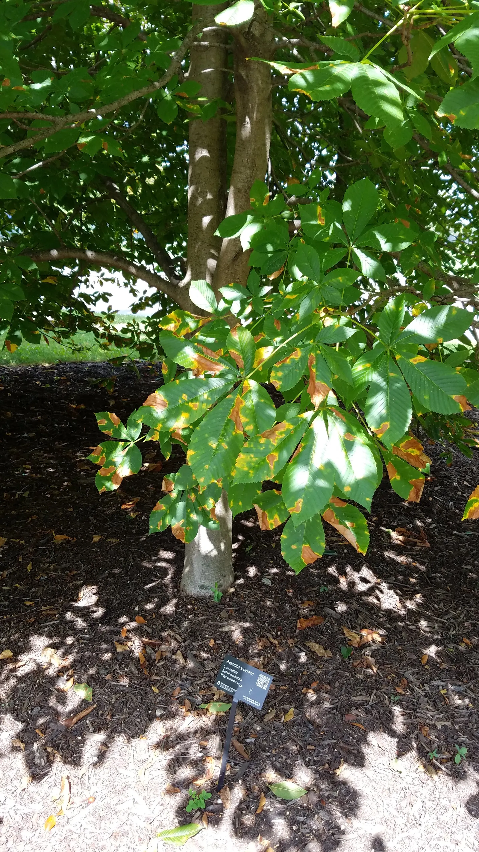 Red Horsechestnut (Aesculus X Carnea) — It is hardy in USDA zones 4 to 8 and thrives in well-drained; with deep green leaves composed of 5 to 7, image 69