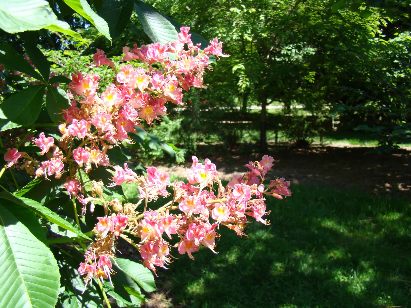 Red Horsechestnut (Aesculus X Carnea) — deciduous hybrid tree reaching up to 35ft in height with a similar spread