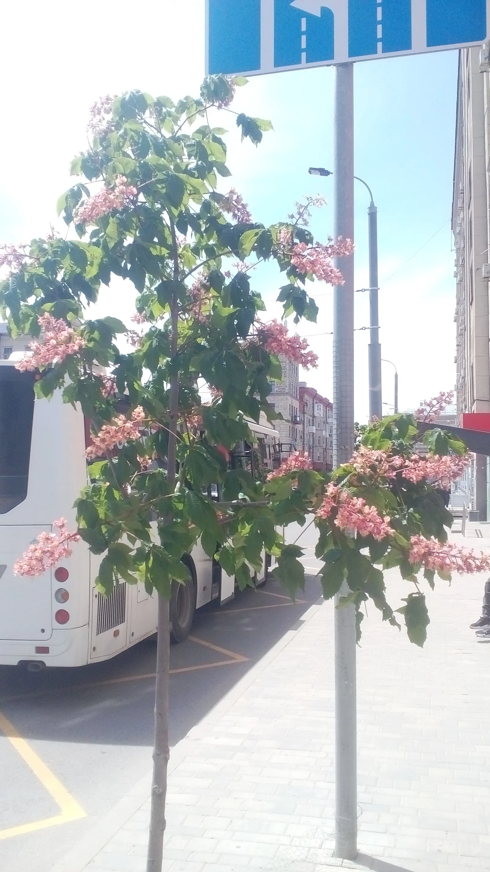 Red Horsechestnut (Aesculus X Carnea) — It should be placed away from areas where its fruit; a slightly spiny capsule containing one to two nut-like seeds