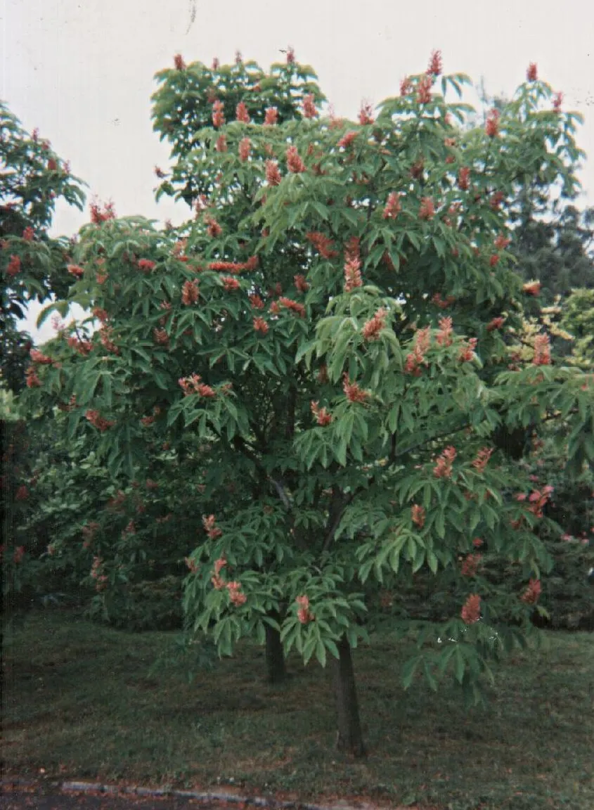 Red Horsechestnut (Aesculus X Carnea) — It is hardy in USDA zones 4 to 8 and thrives in well-drained