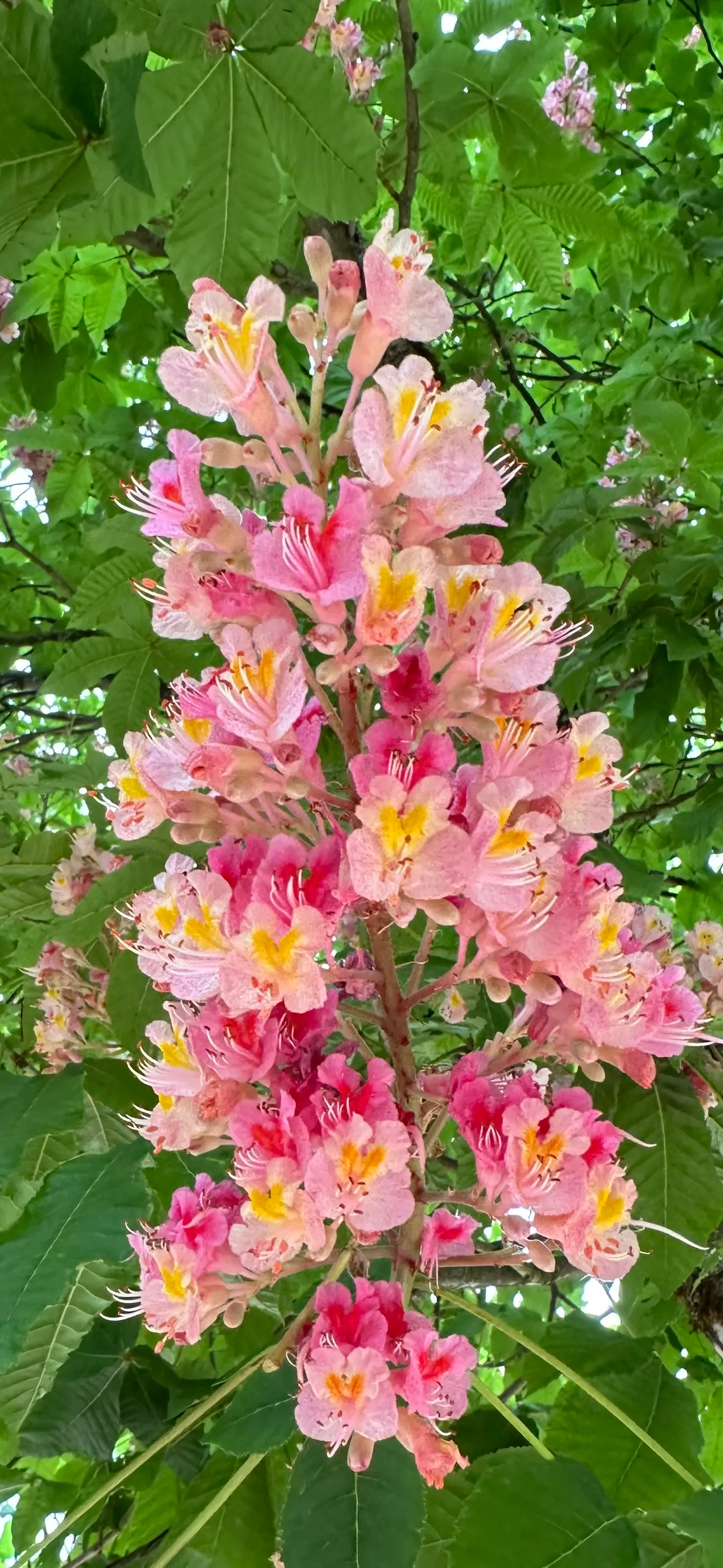 Red Horsechestnut (Aesculus X Carnea) — Aesculus x carnea serves as an excellent focal point due to its size