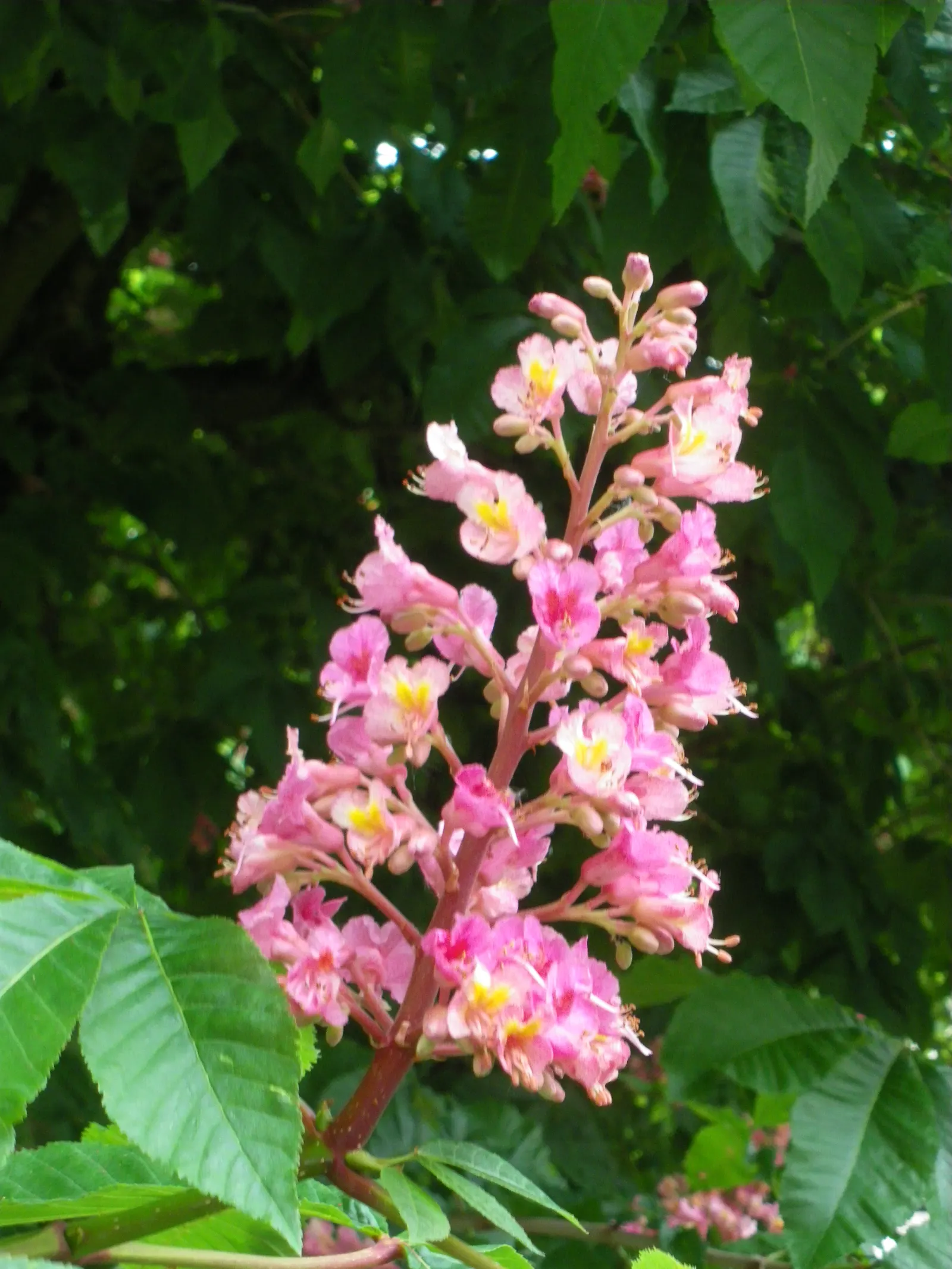 Red Horsechestnut (Aesculus X Carnea) — It will provide the client with an annually recurring spectacle that is both regal and endearing
