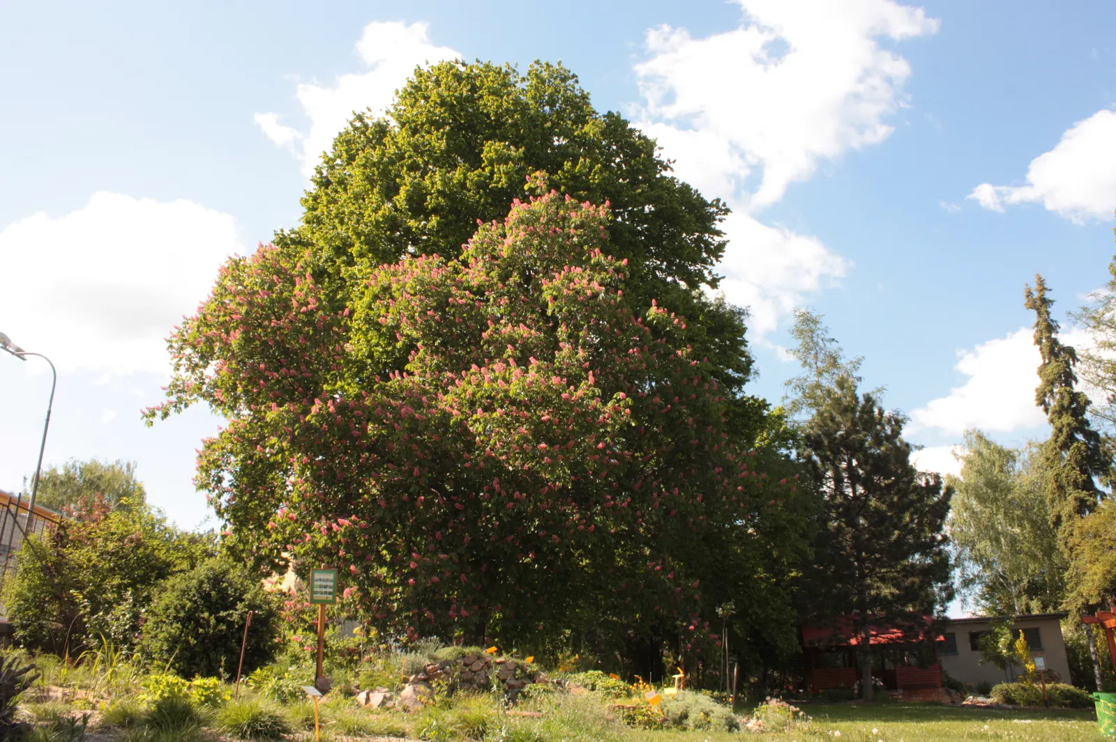 Red Horsechestnut (Aesculus X Carnea) — rounded canopy that offers substantial shade; this specimen presents a broad, image 68