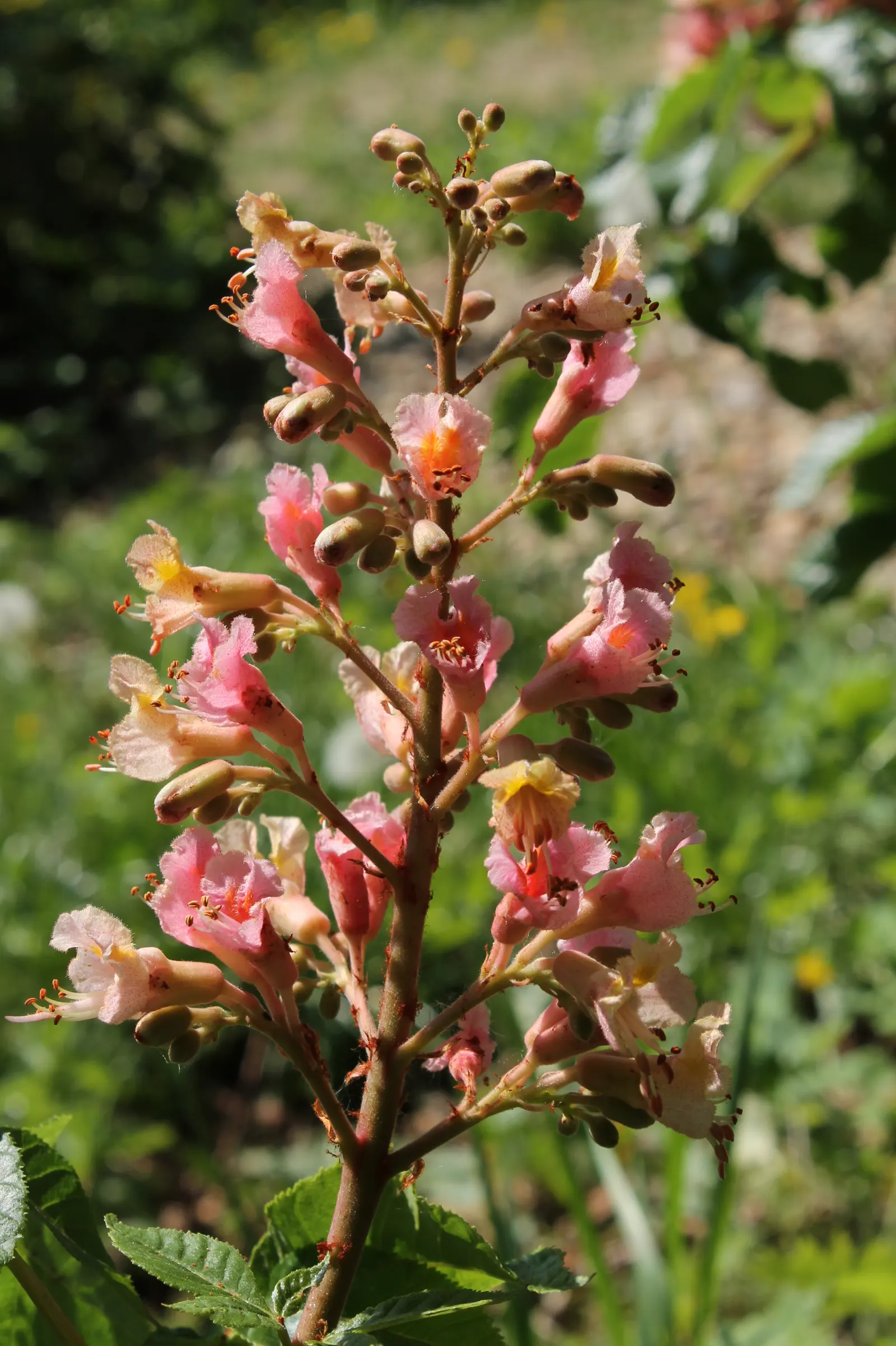 Red Horsechestnut (Aesculus X Carnea) — rounded canopy that offers substantial shade; this specimen presents a broad, image 126