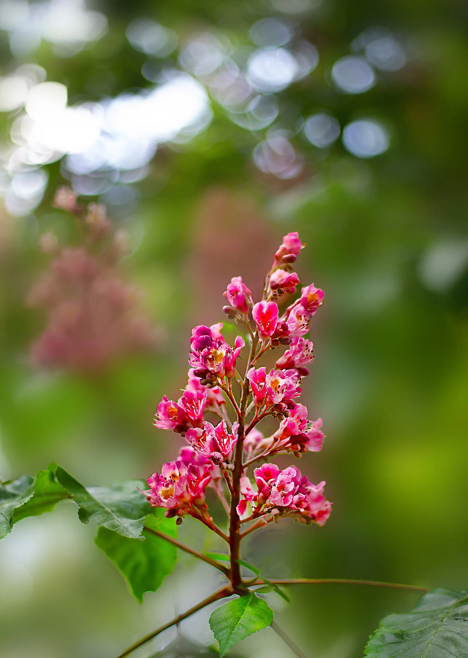Red Horsechestnut (Aesculus X Carnea) — prized for its striking spring bloom; lush greenery.<br><br>For the landscaper, image 94