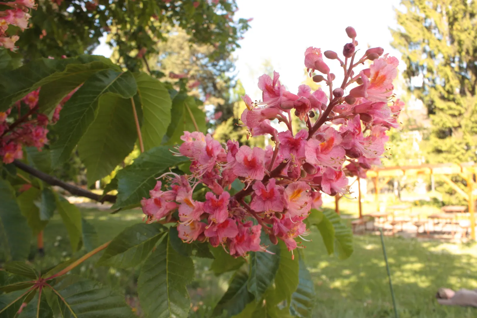 Red Horsechestnut (Aesculus X Carnea) — might pose a mess or hazard.<br><br>In a garden design; the Red Horsechestnut (Aesculus x carnea) is an, image 109