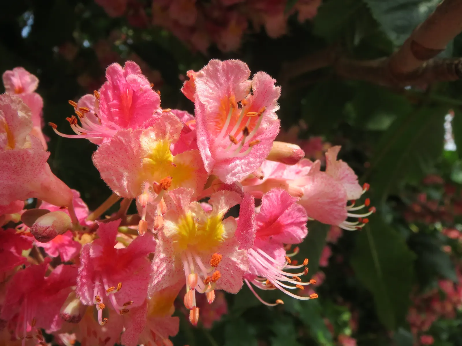 Red Horsechestnut (Aesculus X Carnea) — Thriving in zones 4-7, it prefers well-drained soils and full sun to partial shade; it will provide the, image 120
