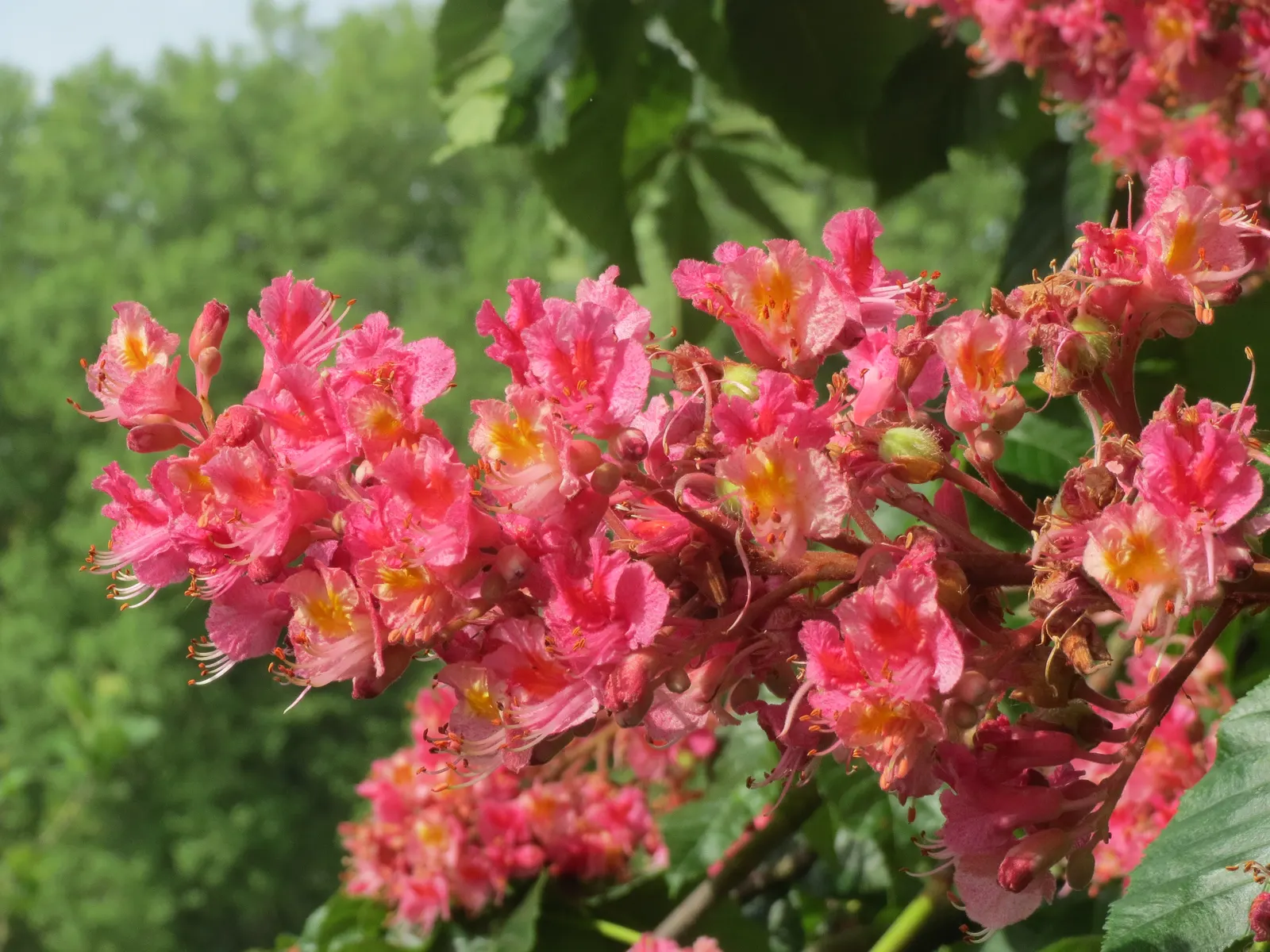 Red Horsechestnut (Aesculus X Carnea) — deciduous hybrid tree reaching up to 35ft in height with a similar spread; it is hardy in USDA zones 4 to 8, image 147