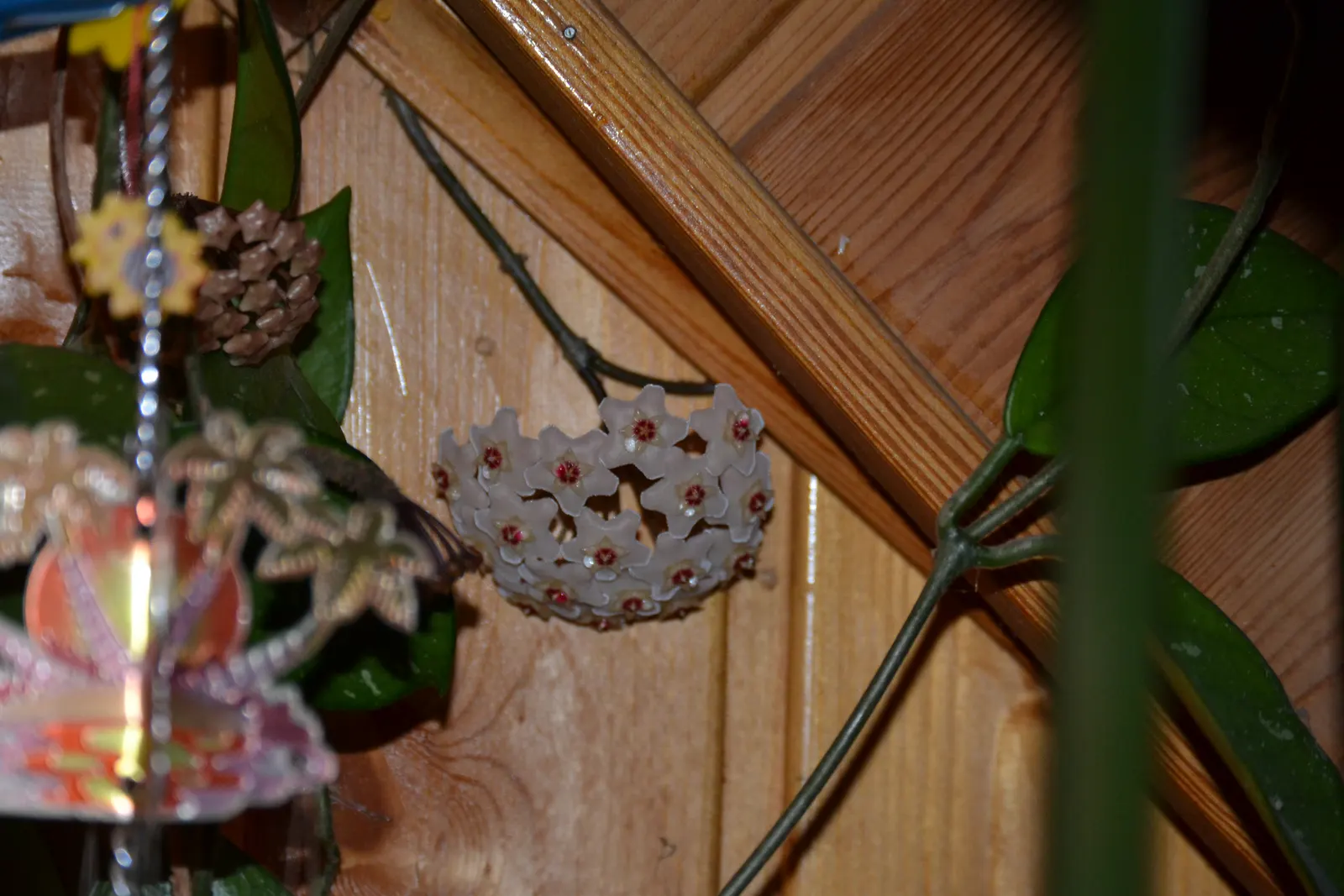 Wax Plant (Hoya Carnosa) — Optimal growth occurs in bright, indirect light with moderate humidity; it thrives in well-draining soil and partial shade