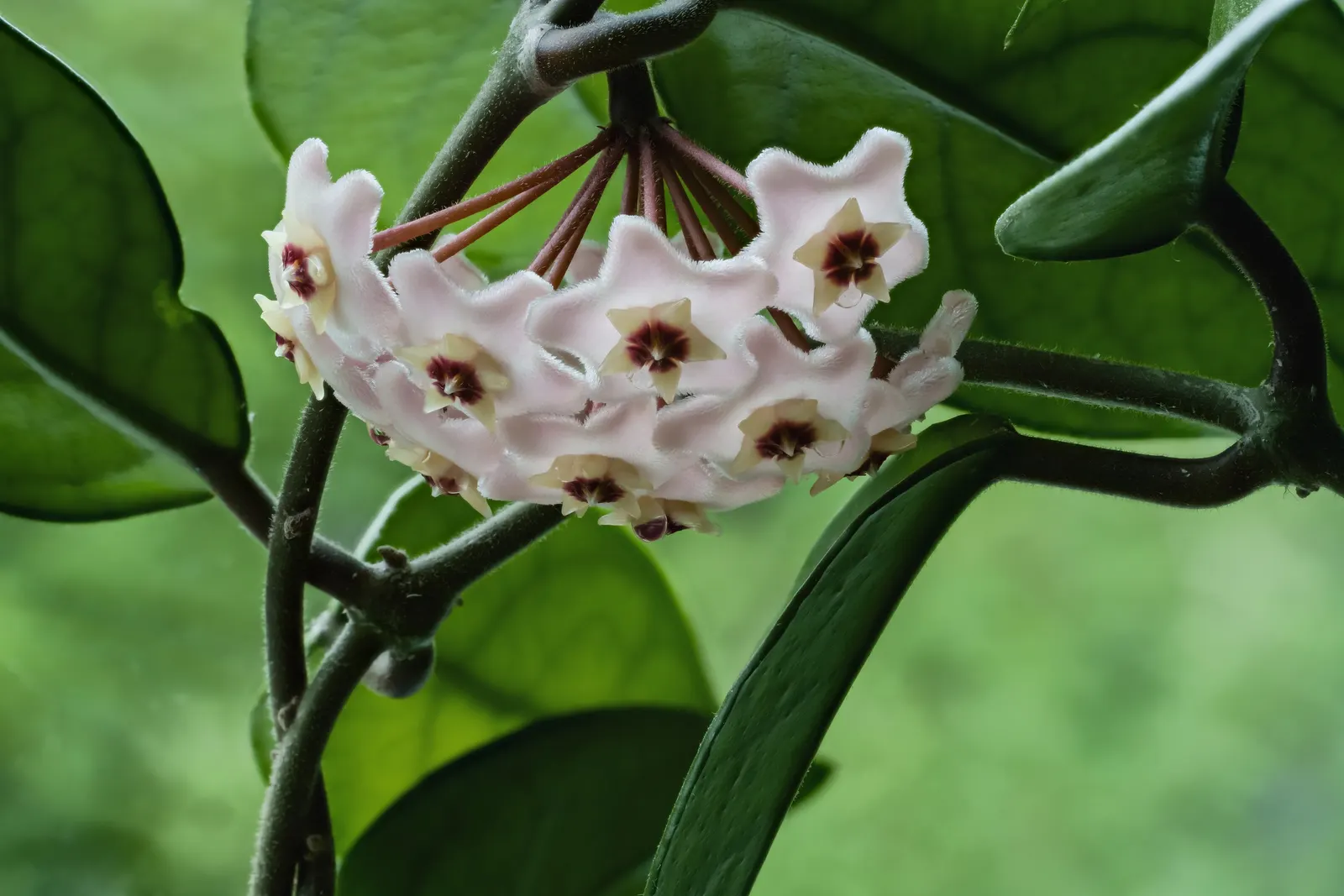 Wax Plant (Hoya Carnosa) — This plant prefers well-draining soil and to be kept on the drier side; the flowers are particularly striking due to, image 59